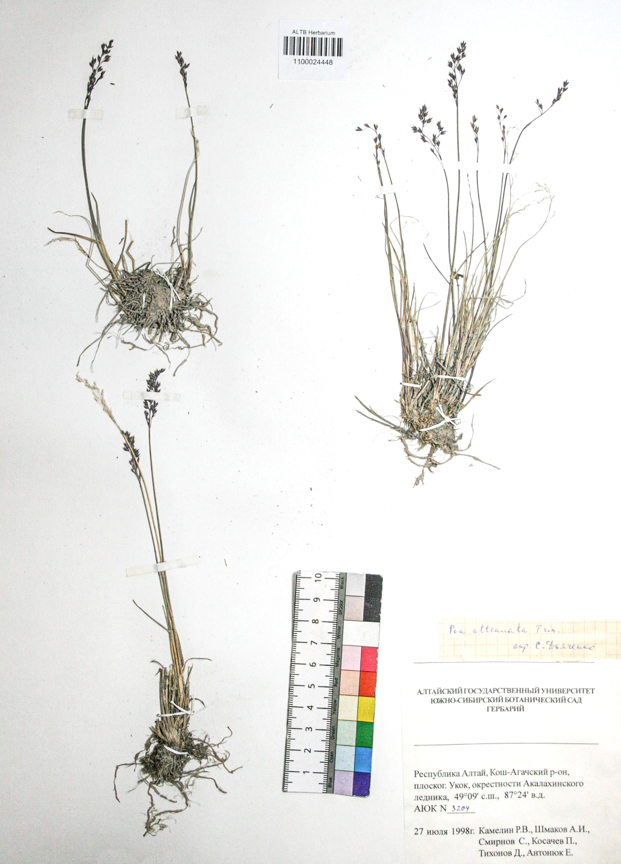 Poa attenuata Trin. 
