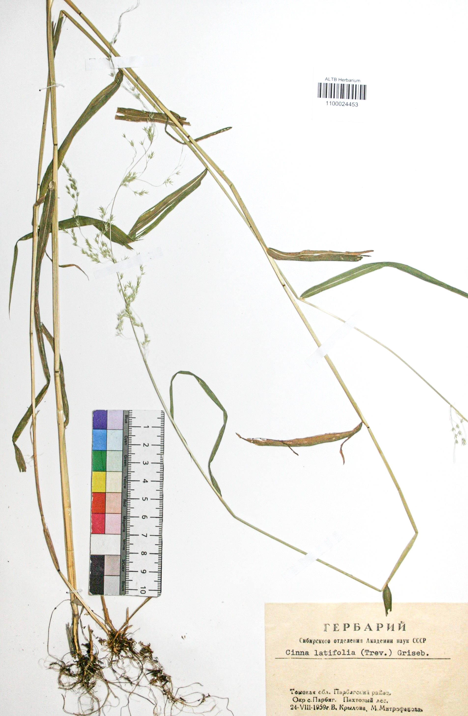 Cinna latifolia (Trev.) Griseb. 