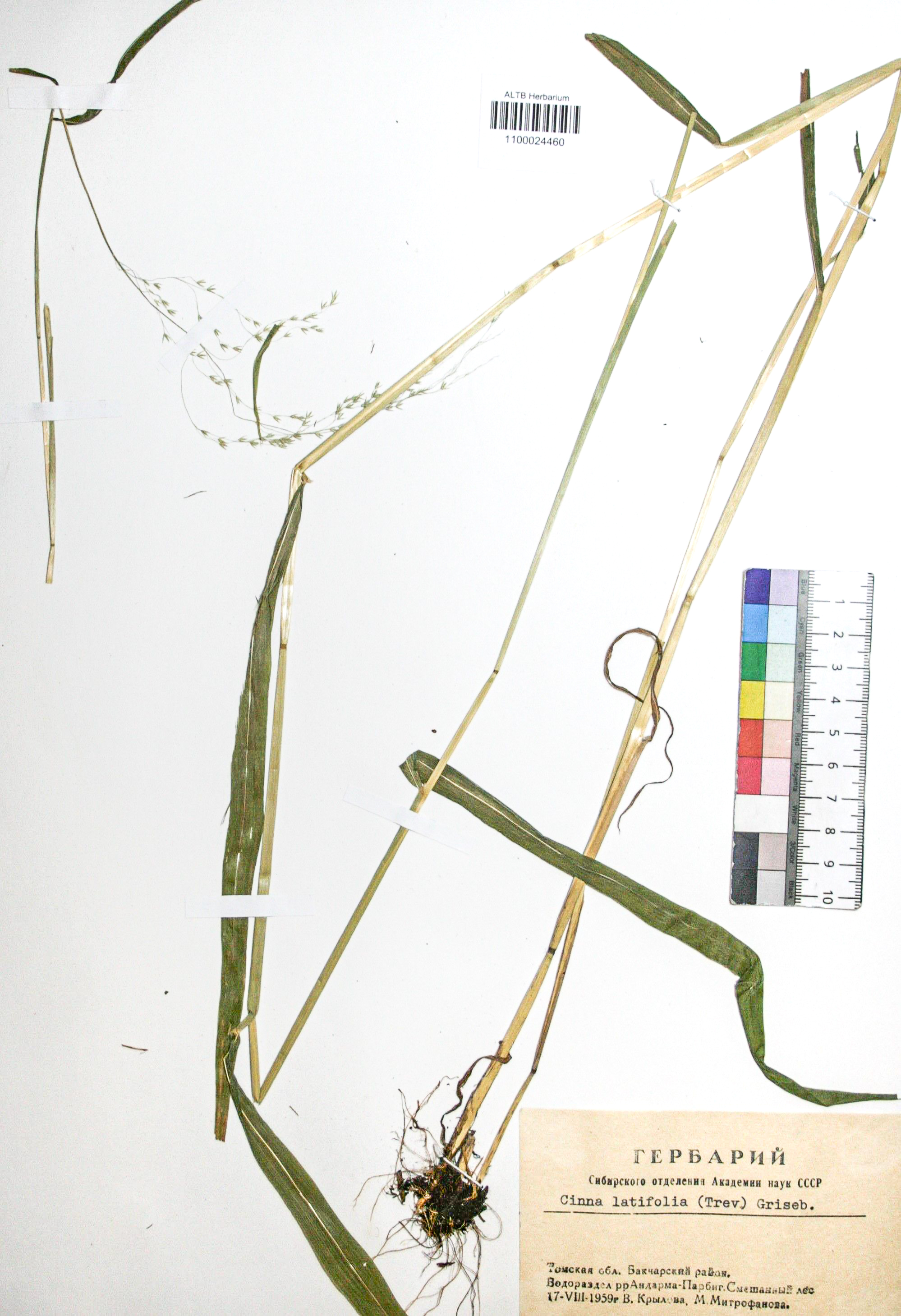 Cinna latifolia (Trev.) Griseb. 