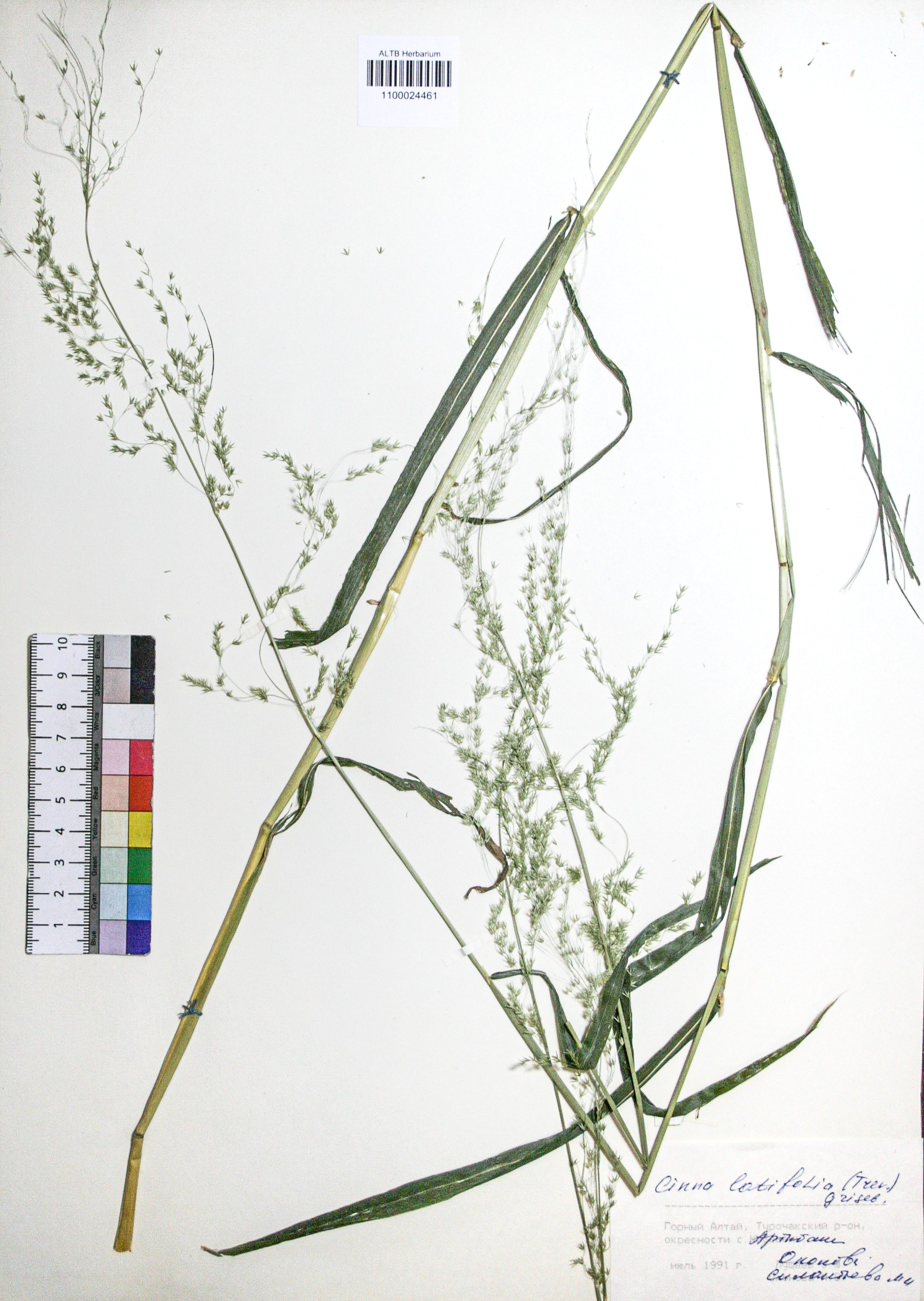 Cinna latifolia (Trev.) Griseb. 