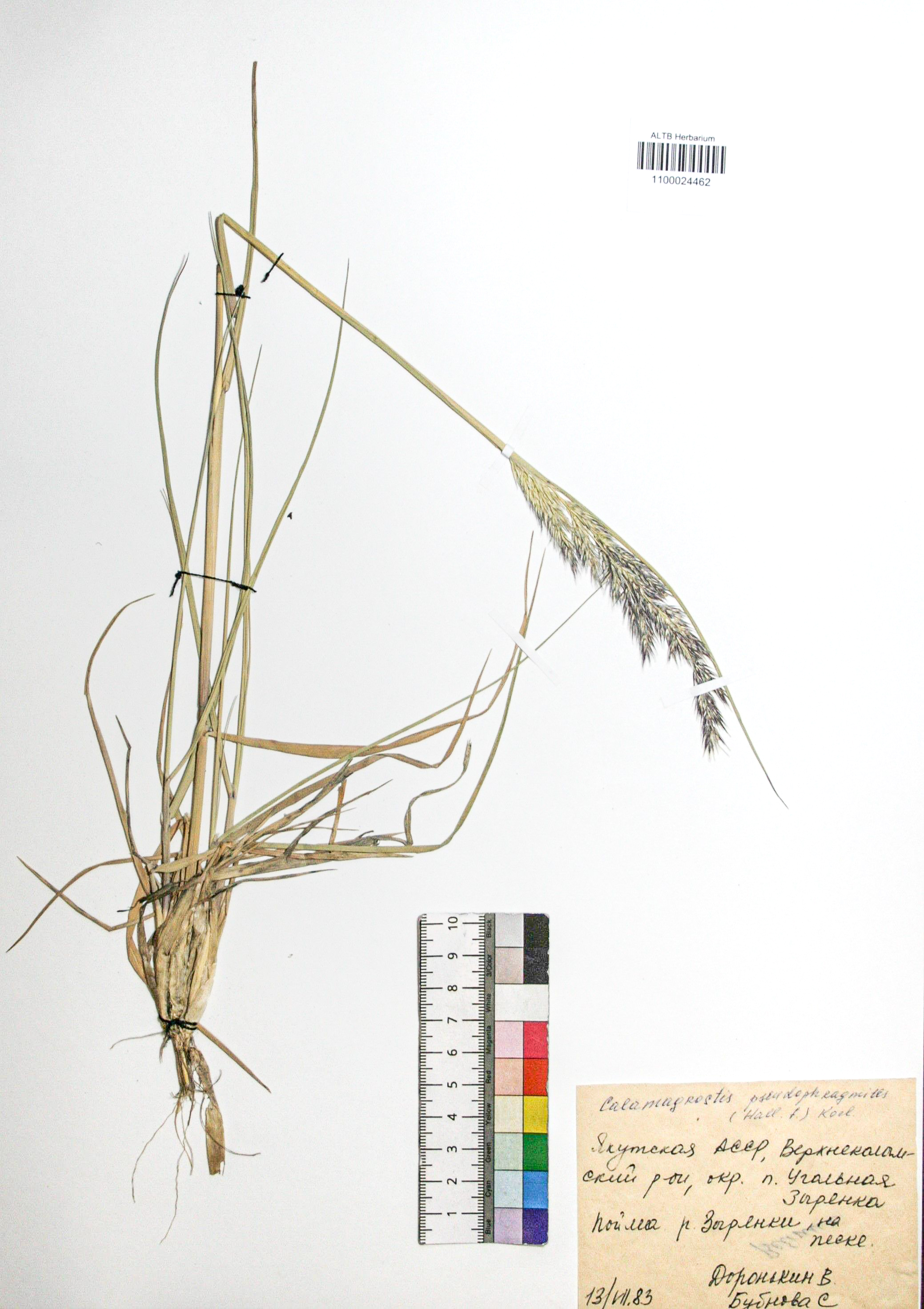 Calamagrostis pseudophragmites (Hall. f.) Koel.