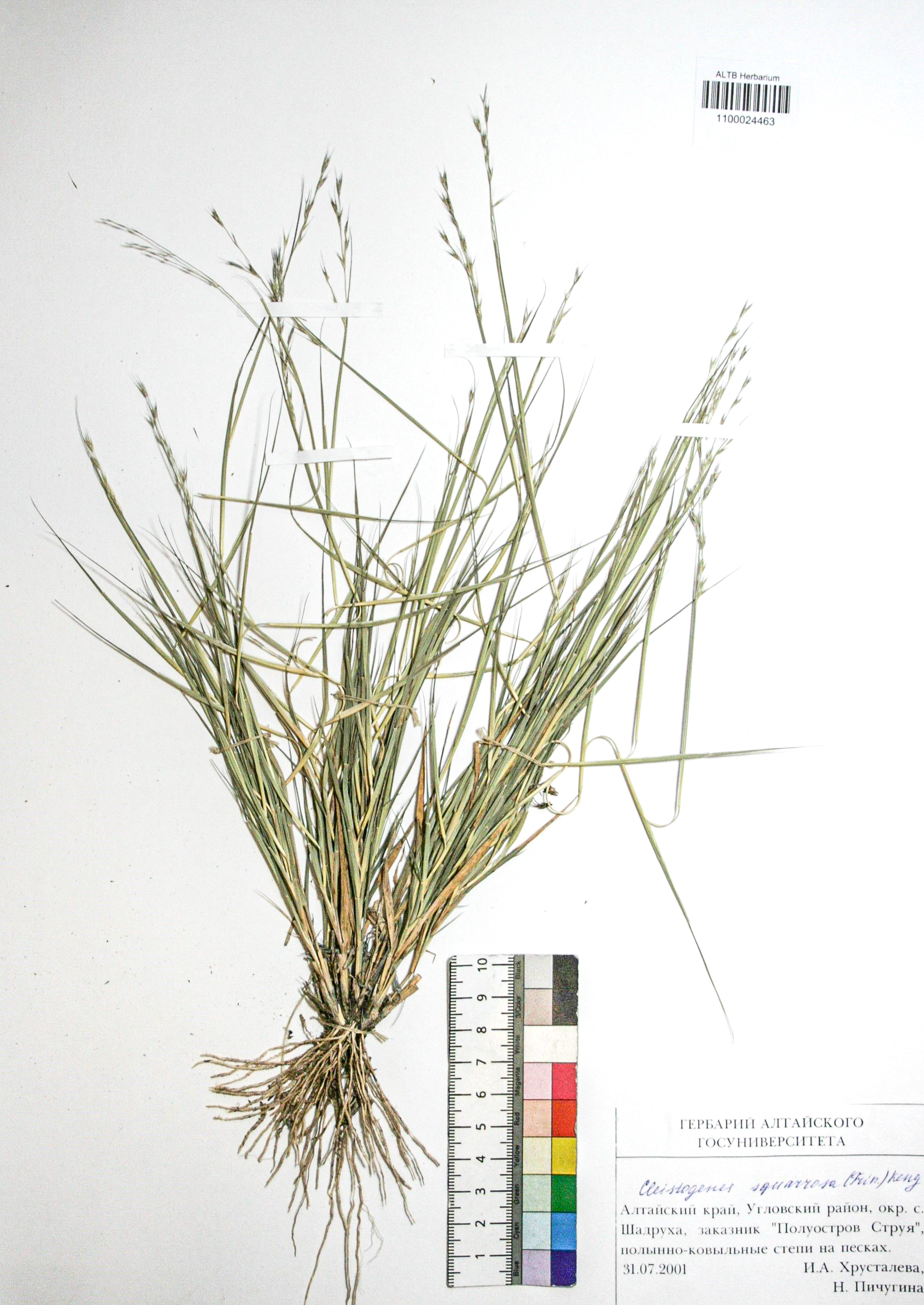 Cleistogenes squarrosa (Trin.) Keng.