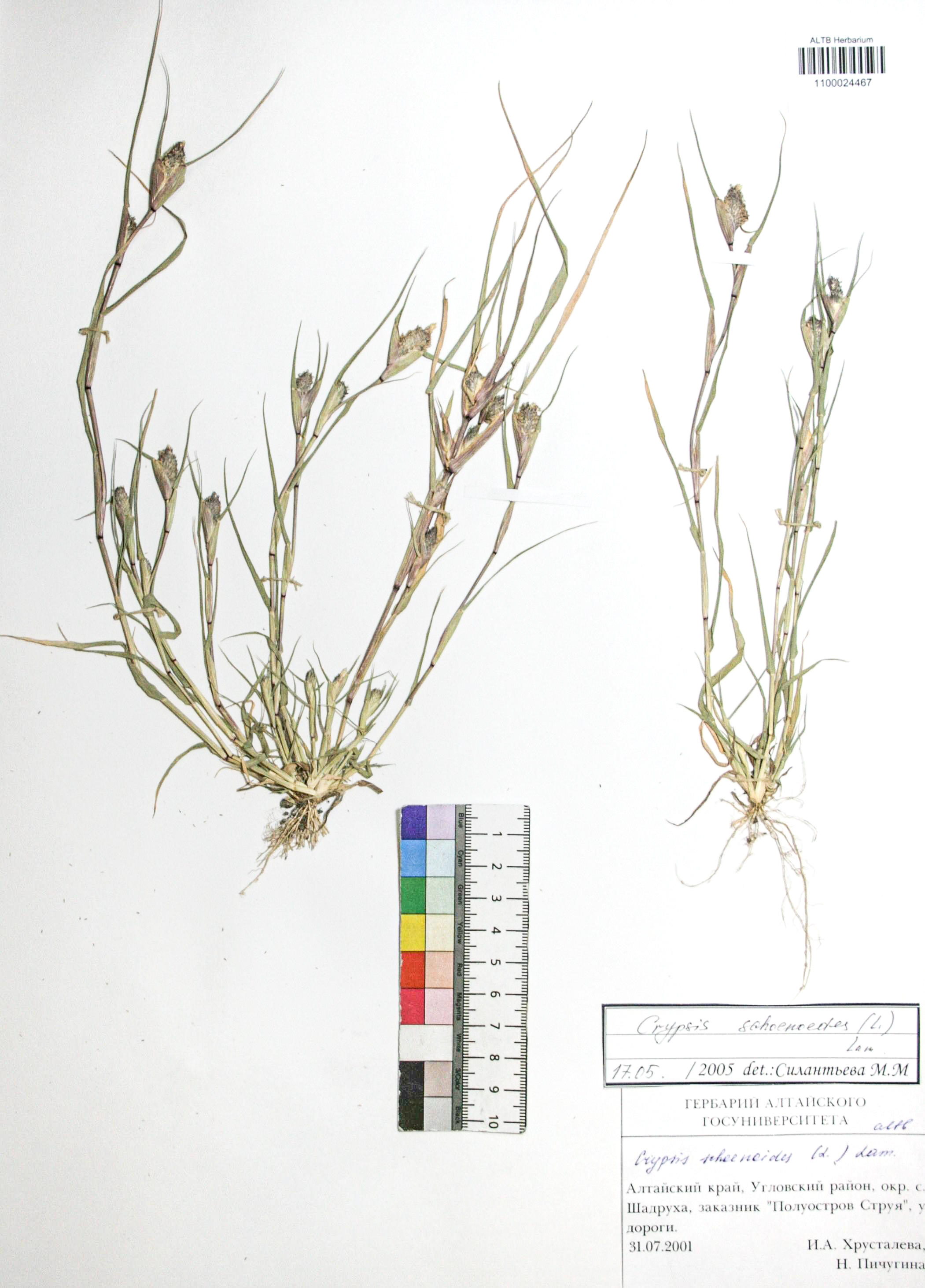 Crypsis schoenoides (L.) Lam.