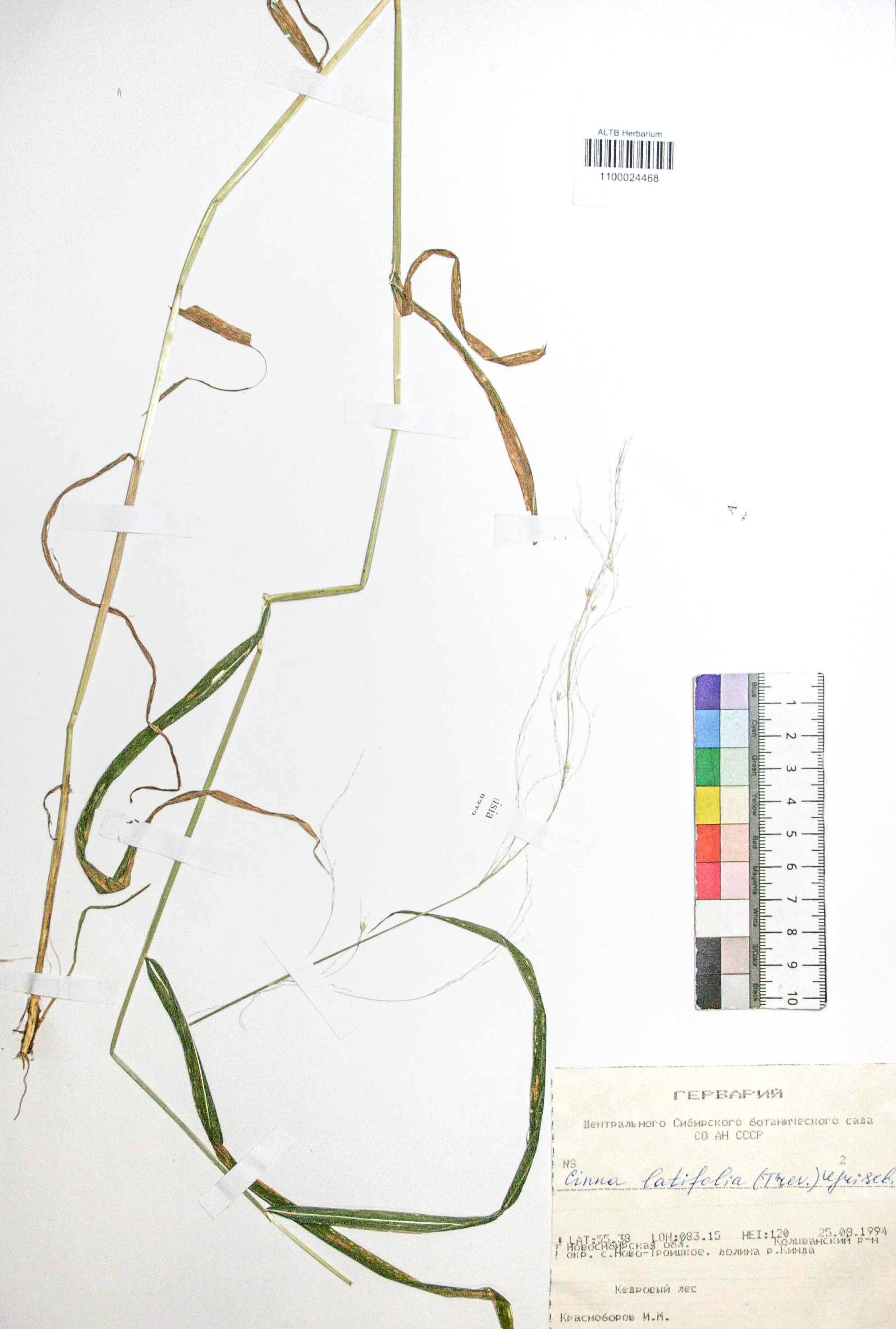 Cinna latifolia (Trev.) Griseb. 