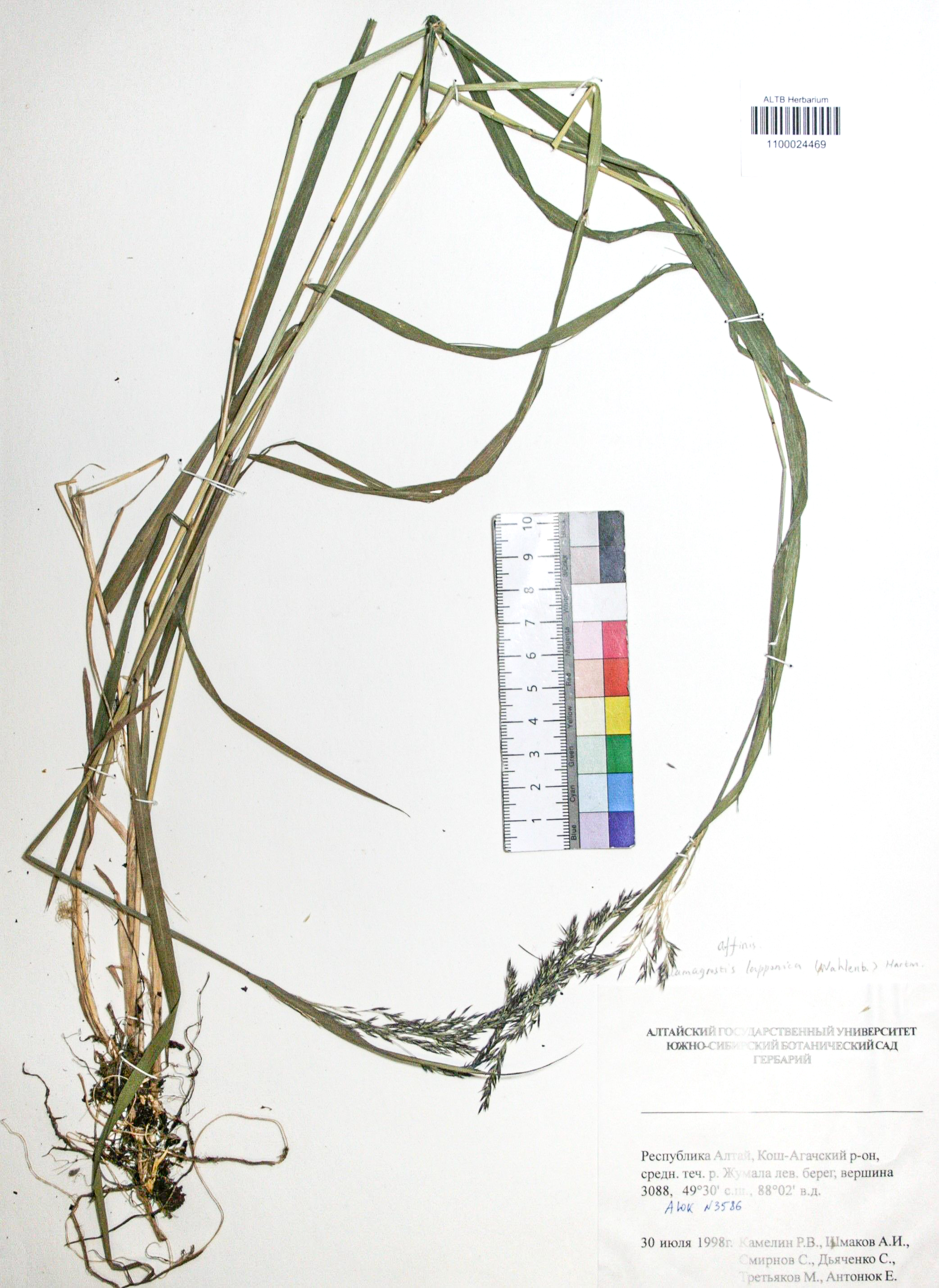 Calamagrostis lapponica (Wahlb.) Hartm.