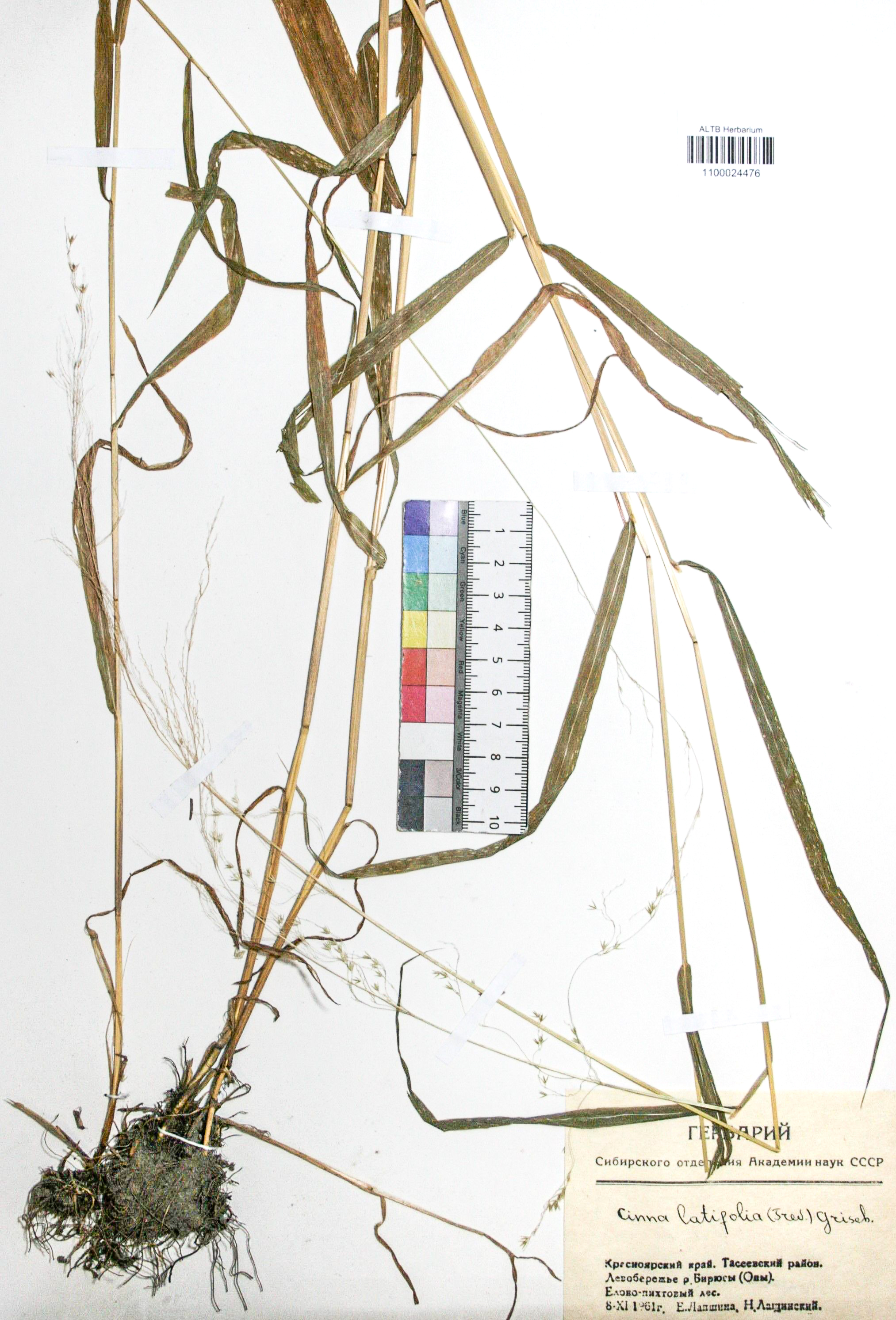 Cinna latifolia (Trev.) Griseb. 