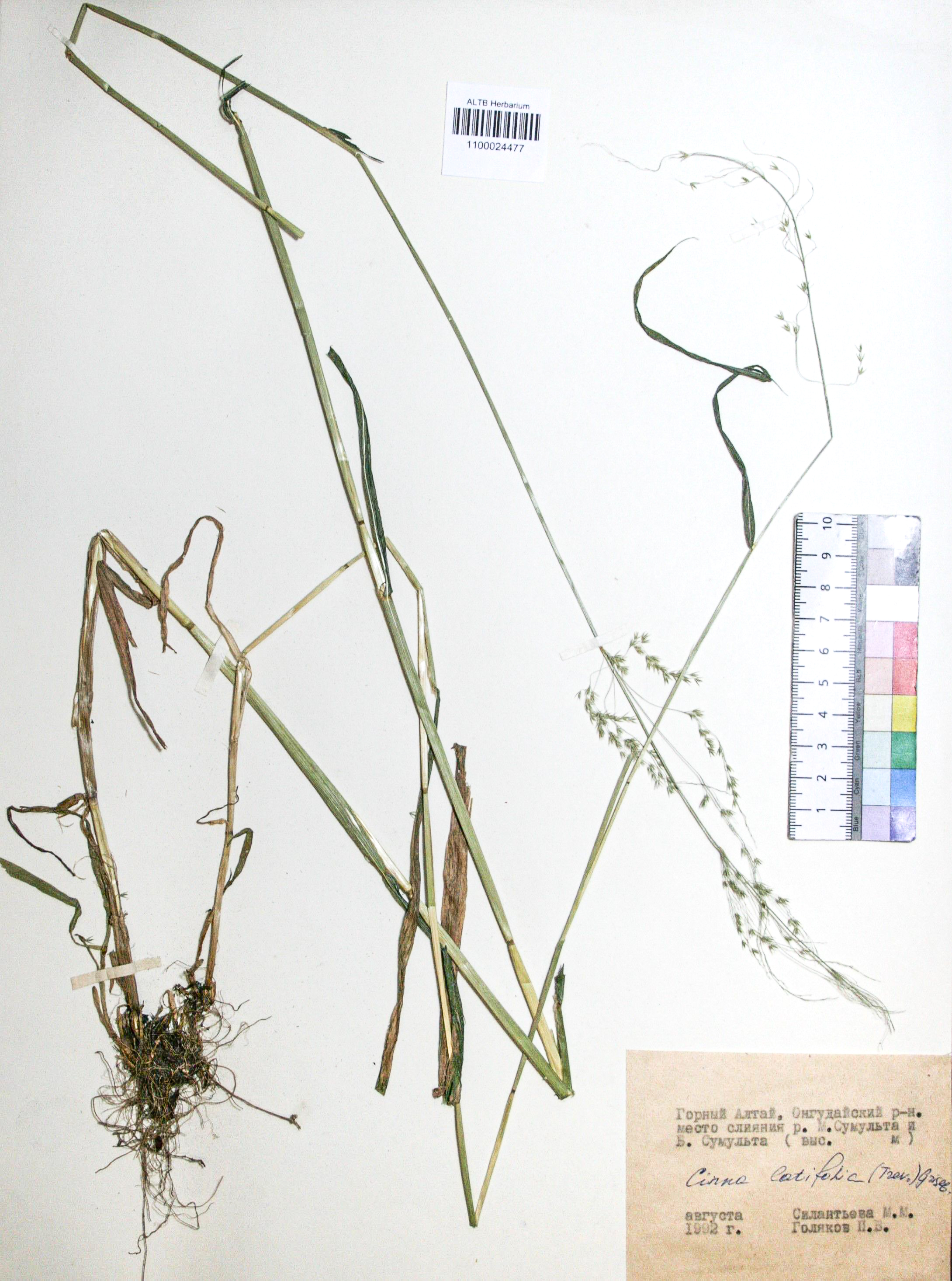 Cinna latifolia (Trev.) Griseb. 