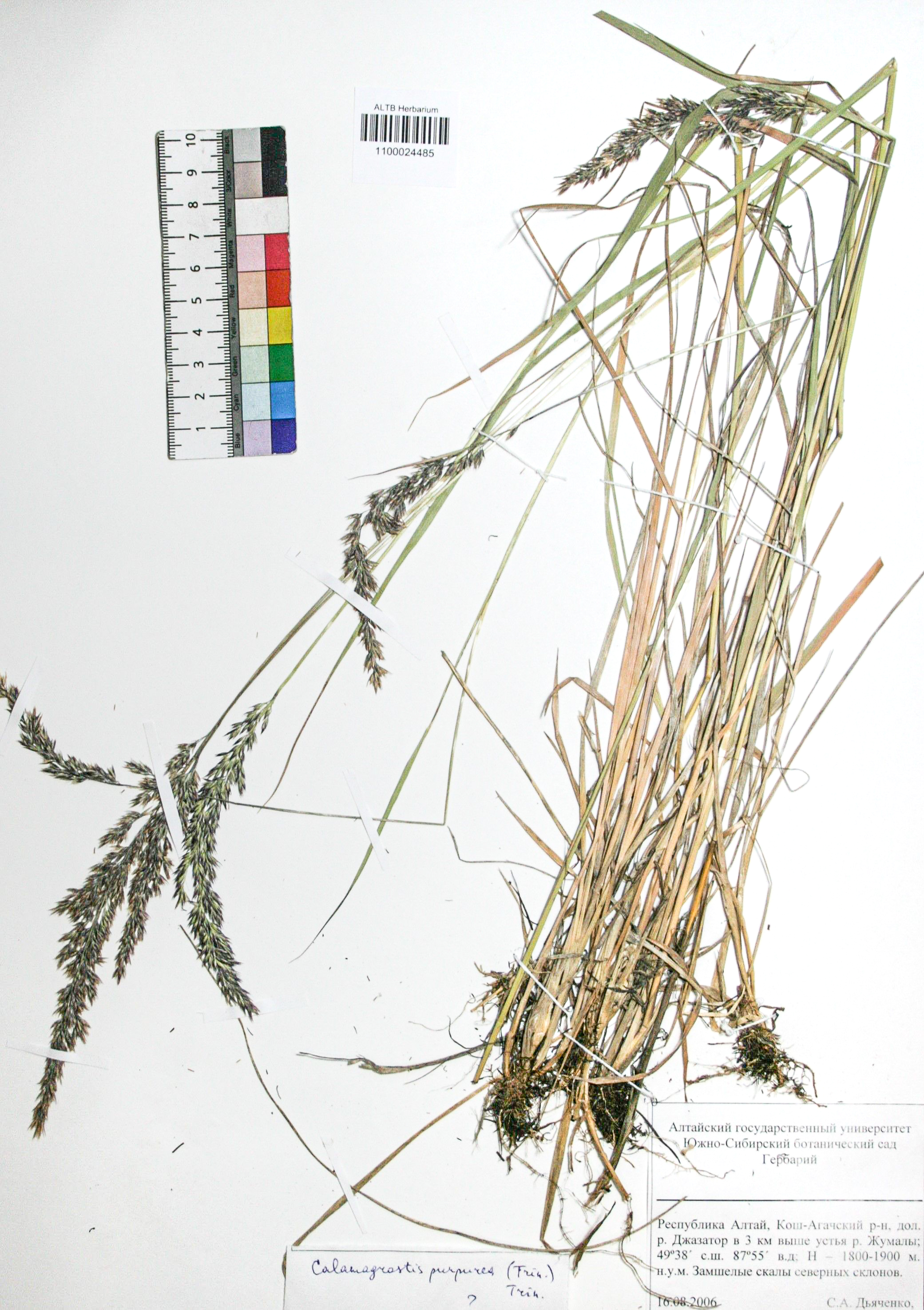 Calamagrostis purpurea (Trin.) Trin.