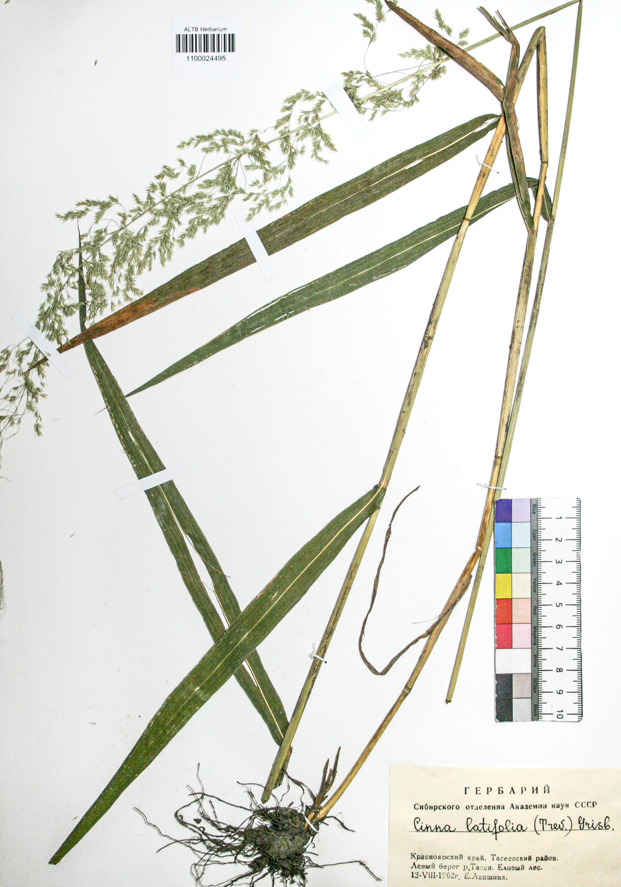 Cinna latifolia (Trev.) Griseb. 