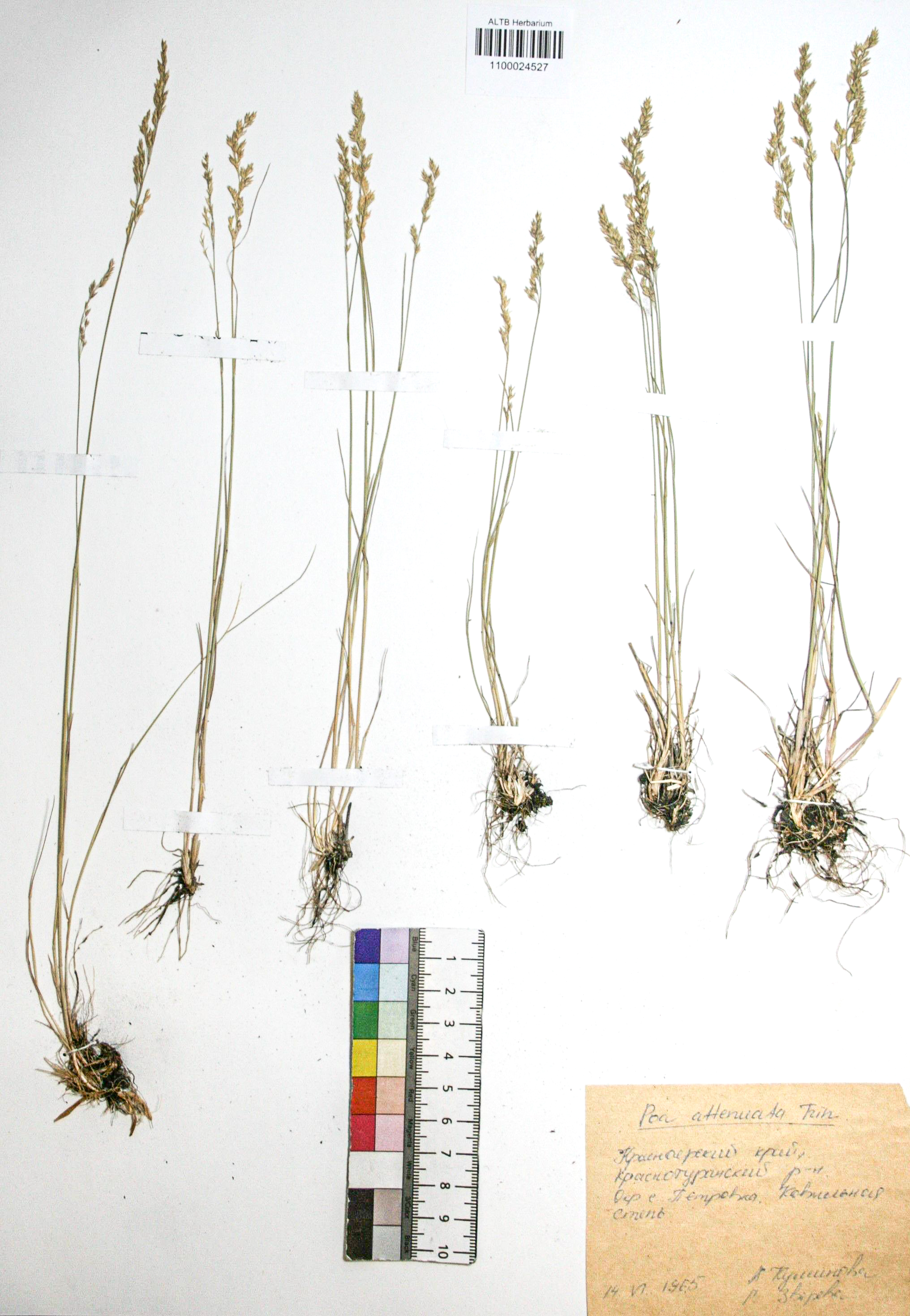 Poa attenuata Trin. 