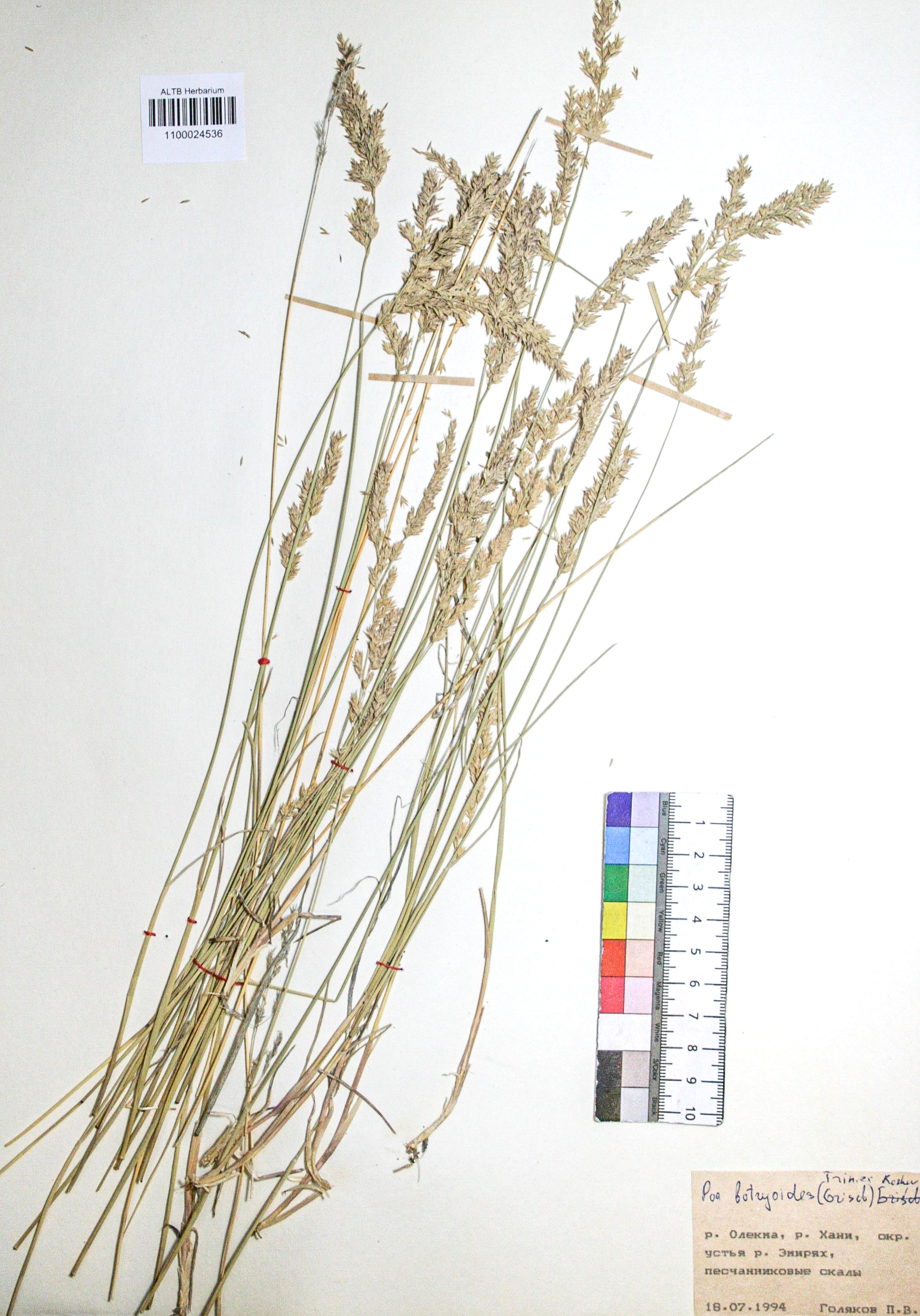 Poa botryoides (Trin. ex Griseb.) Kom.