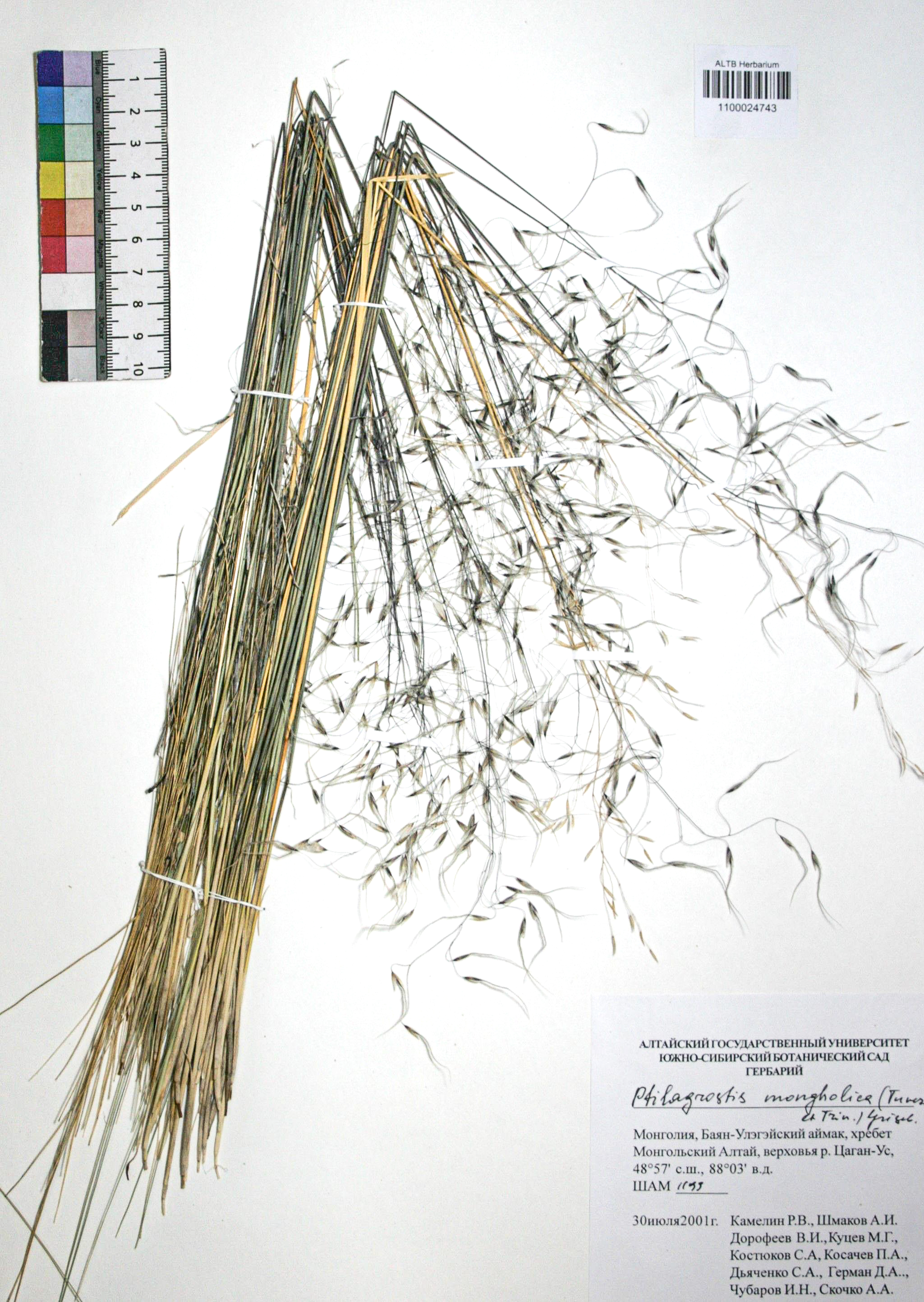 Ptilagrostis mongholica (Turcz. ex Trin.) Griseb.