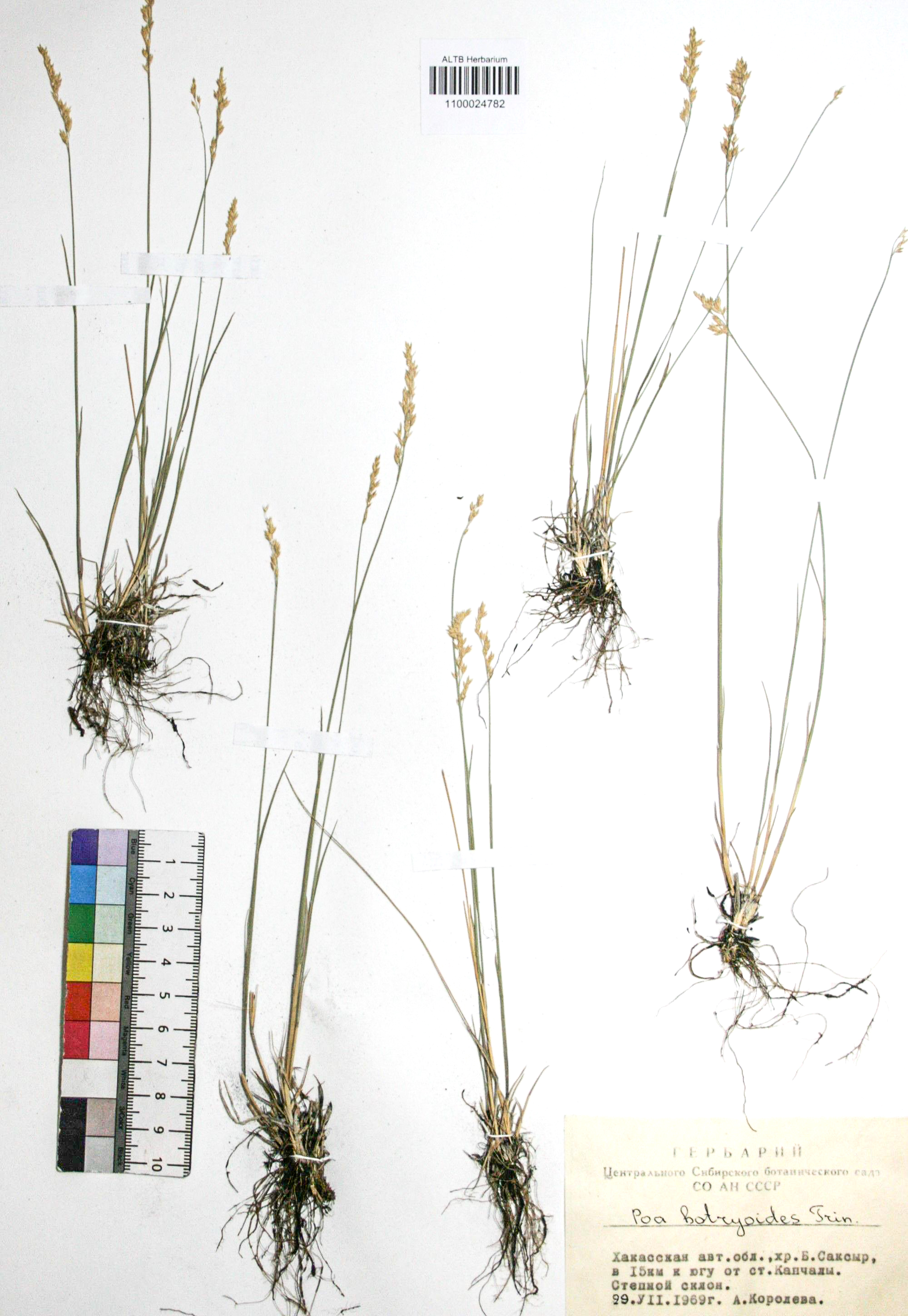 Poa botryoides (Trin. ex Griseb.) Kom.