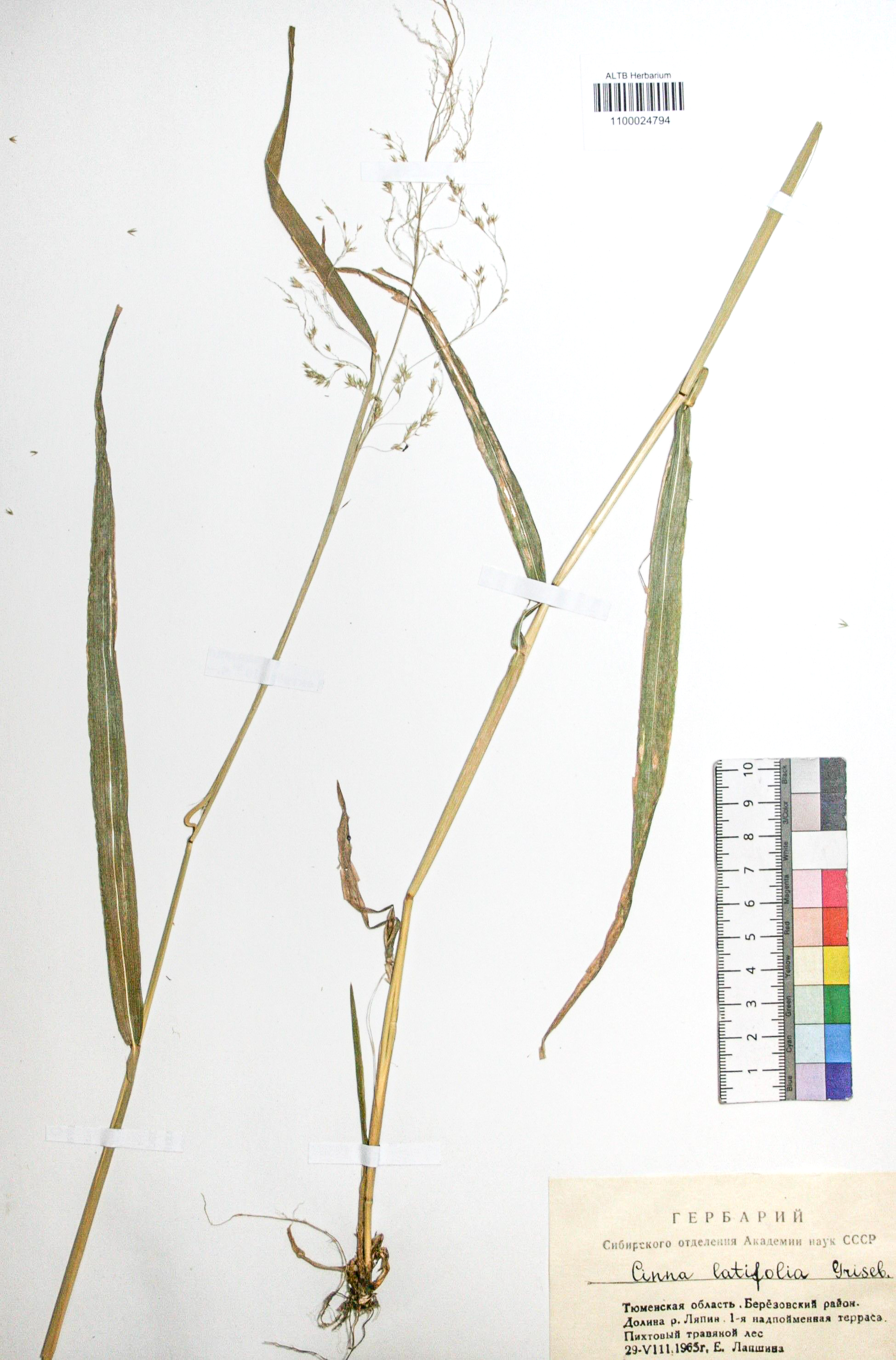 Cinna latifolia (Trev.) Griseb. 