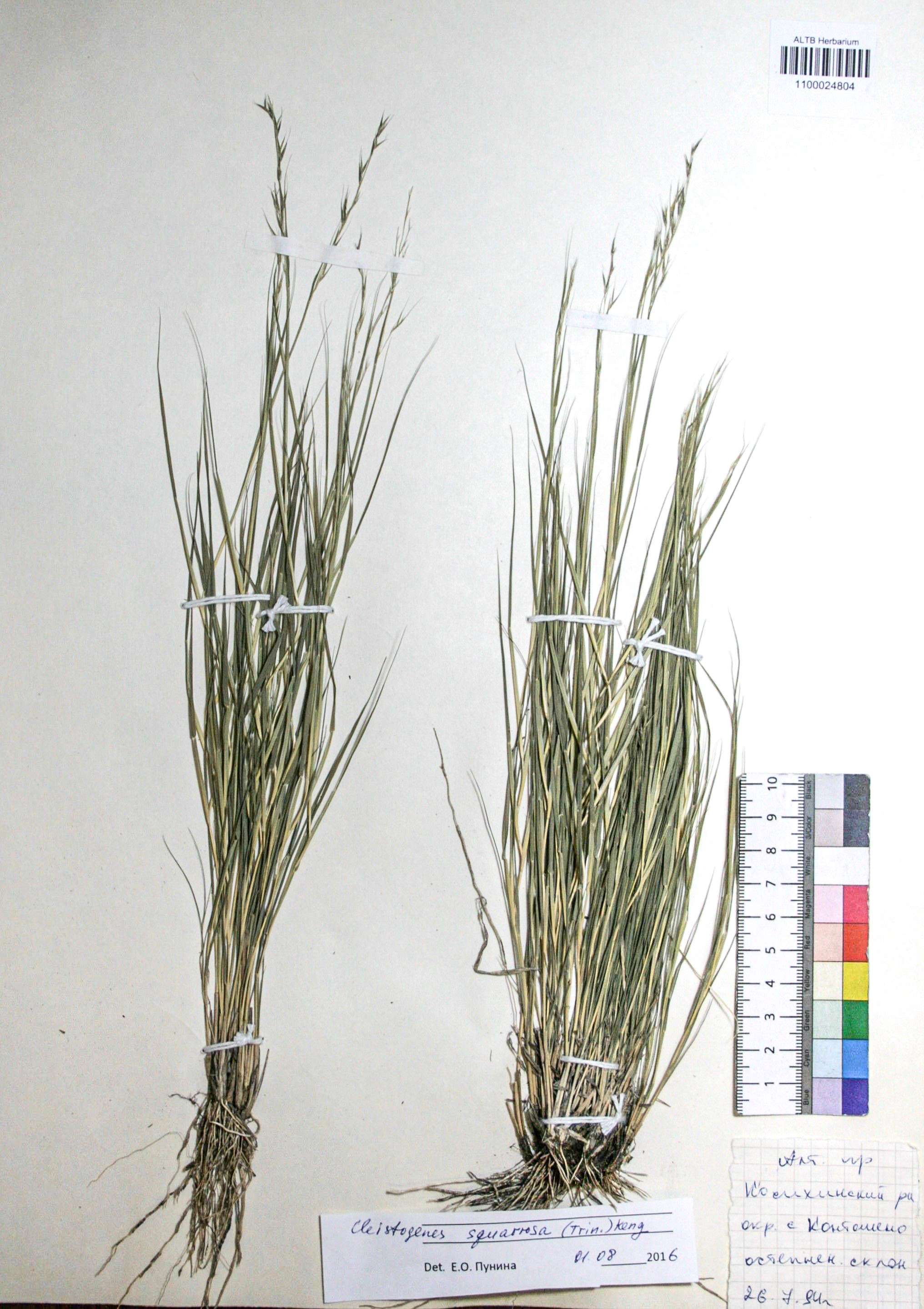 Cleistogenes squarrosa (Trin.) Keng.