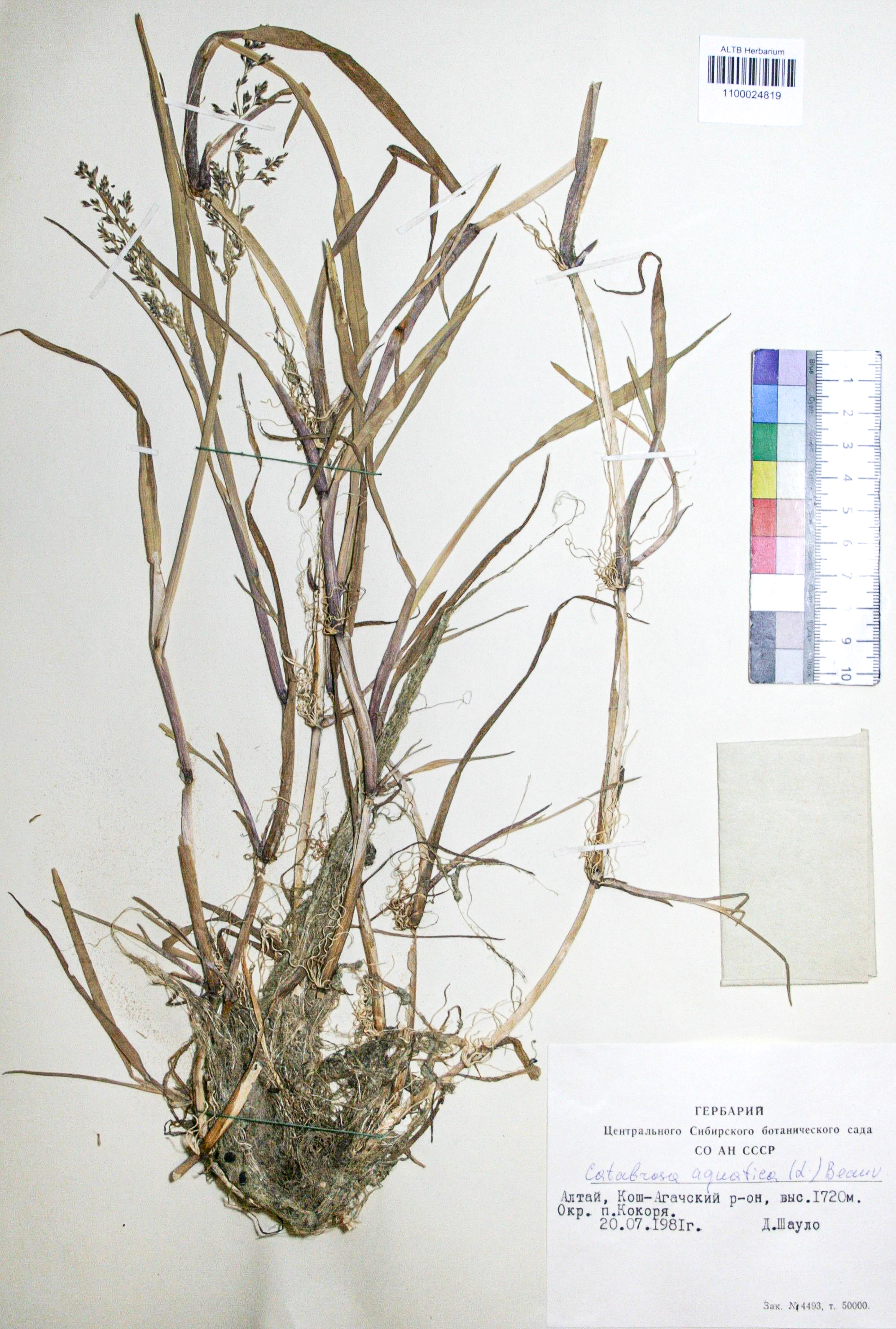 Catabrosa aquatica L. Beauv. 