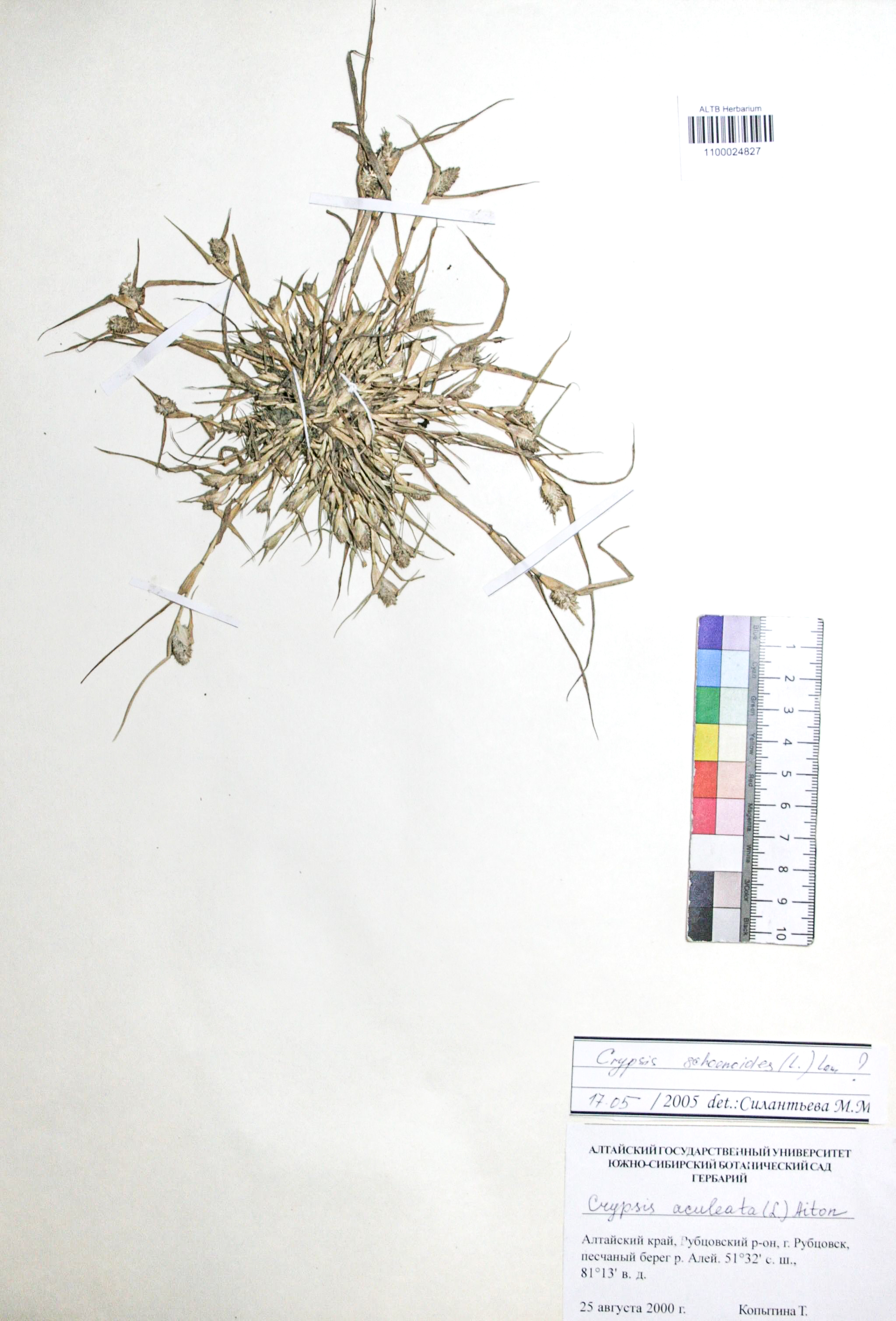 Crypsis schoenoides (L.) Lam.