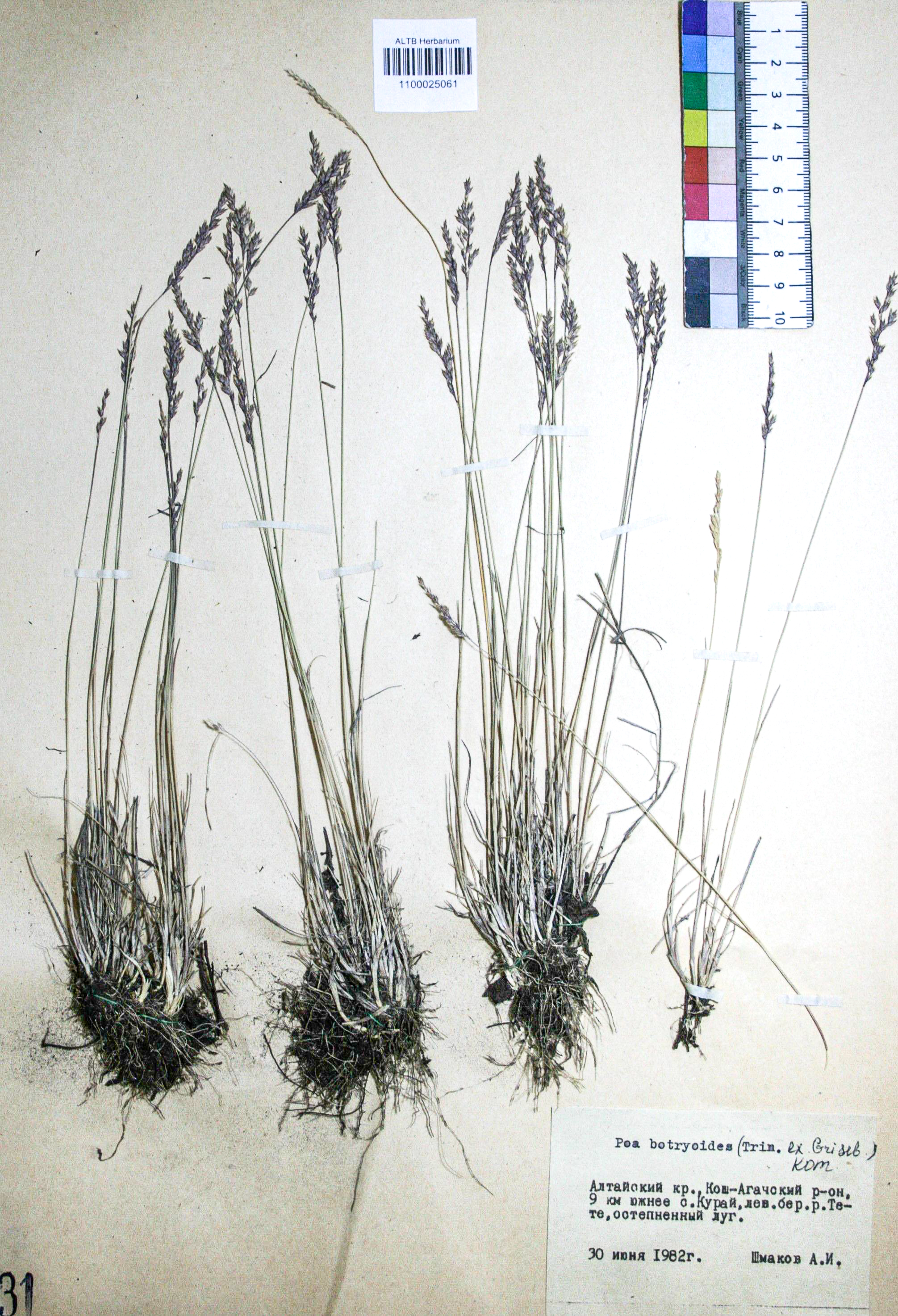Poa botryoides (Trin. ex Griseb.) Kom.
