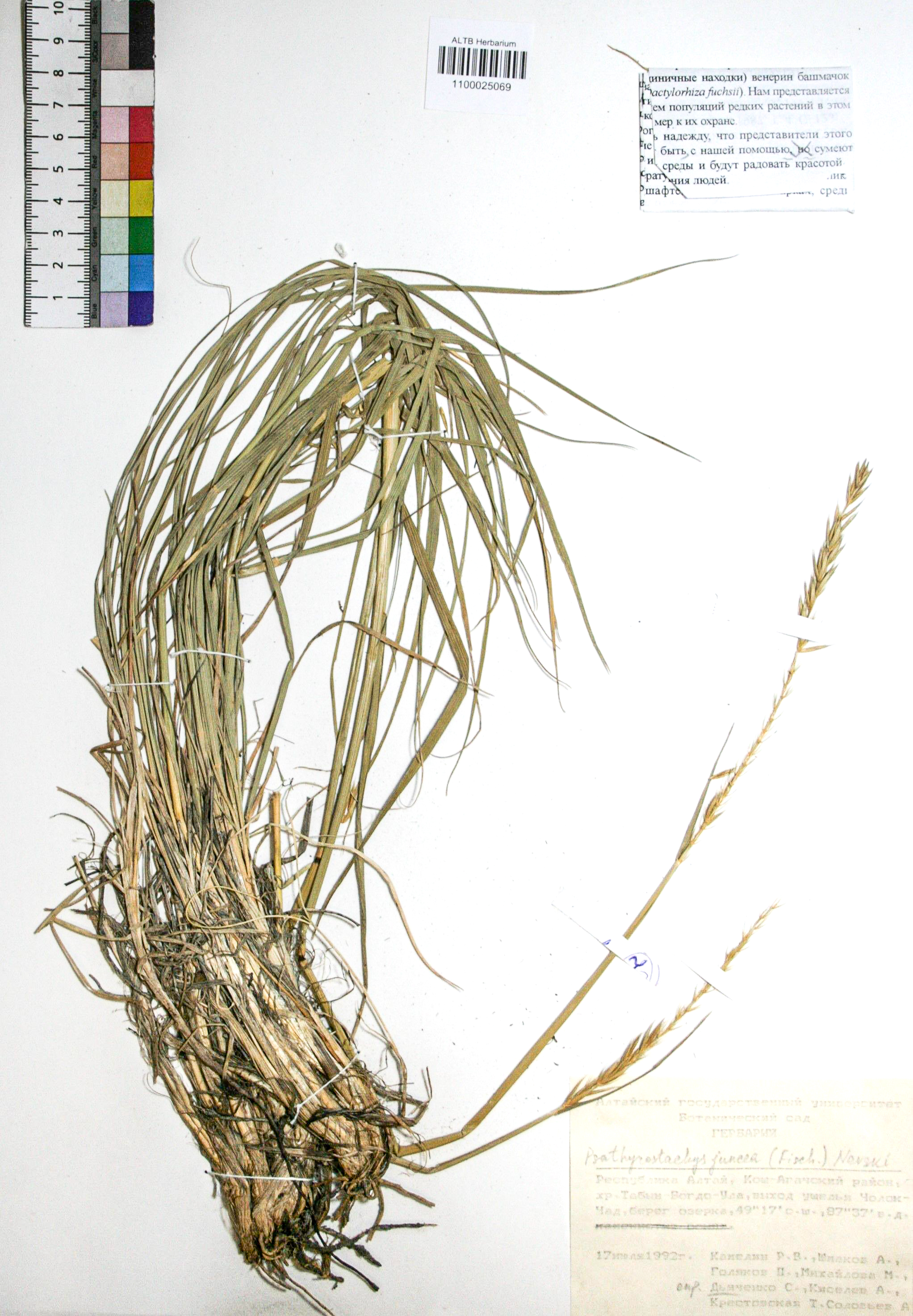 Psathyrostachys juncea (Fisch.) Nevski