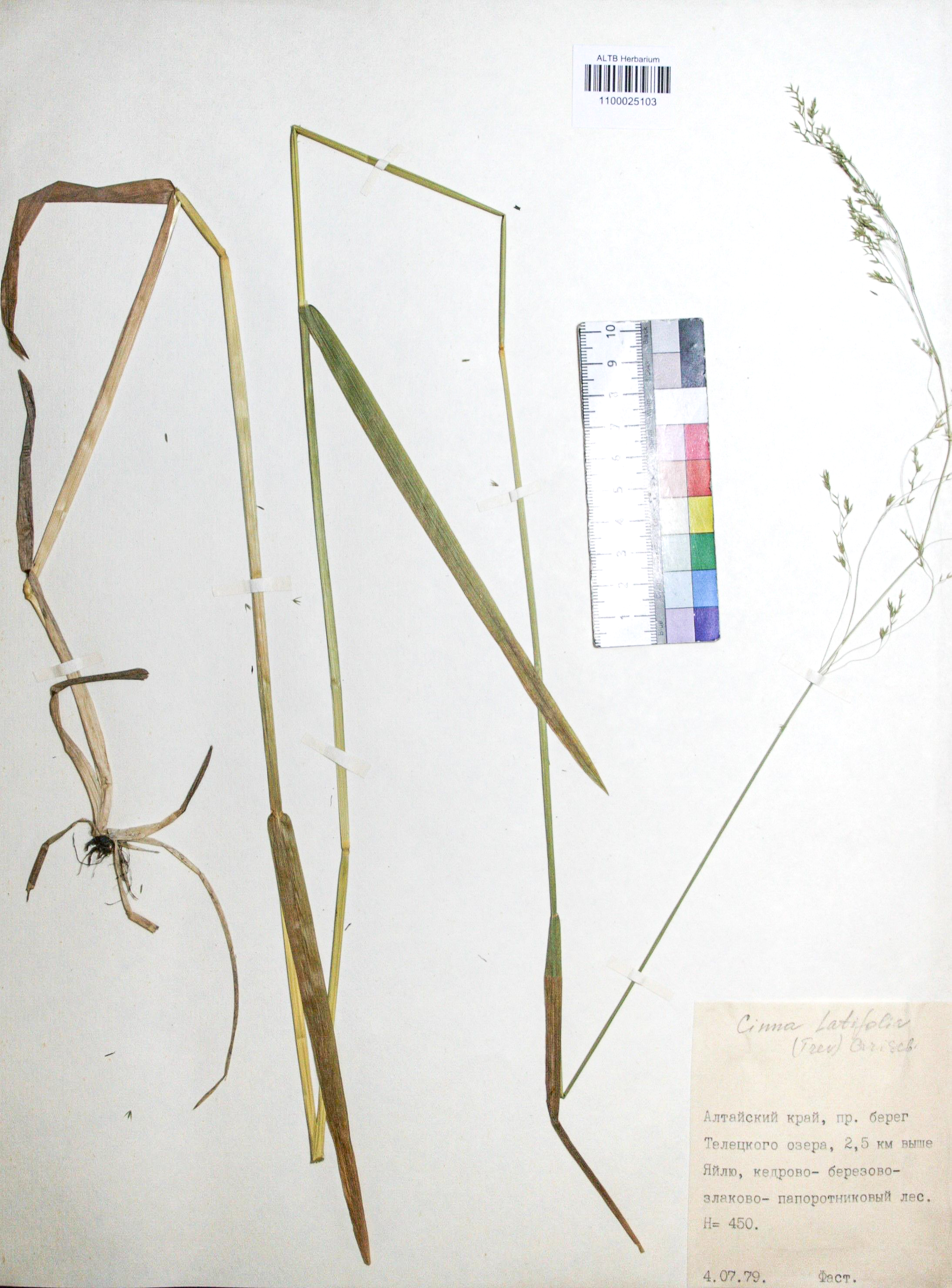 Cinna latifolia (Trev.) Griseb. 