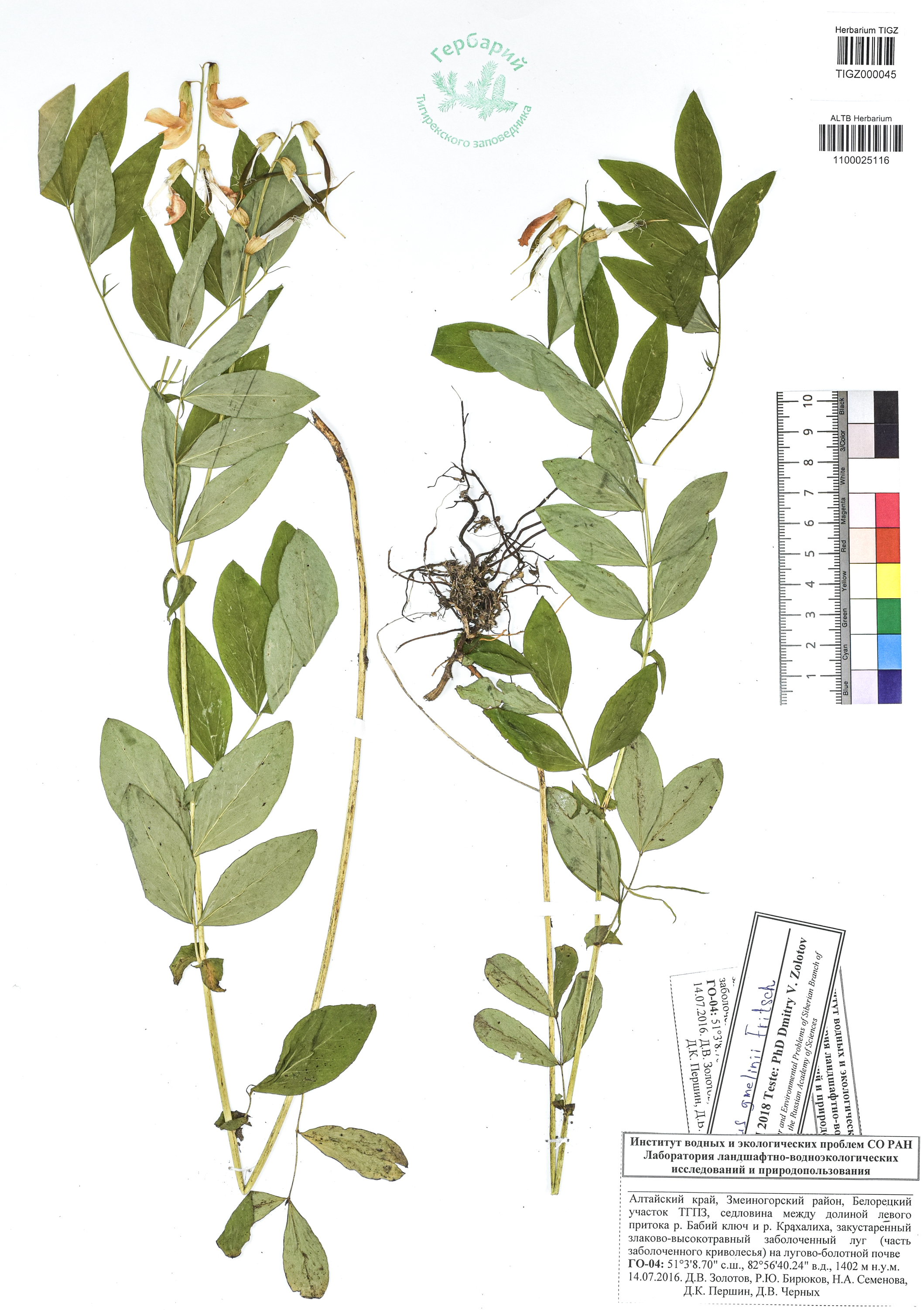 Lathyrus gmelinii Fritsch