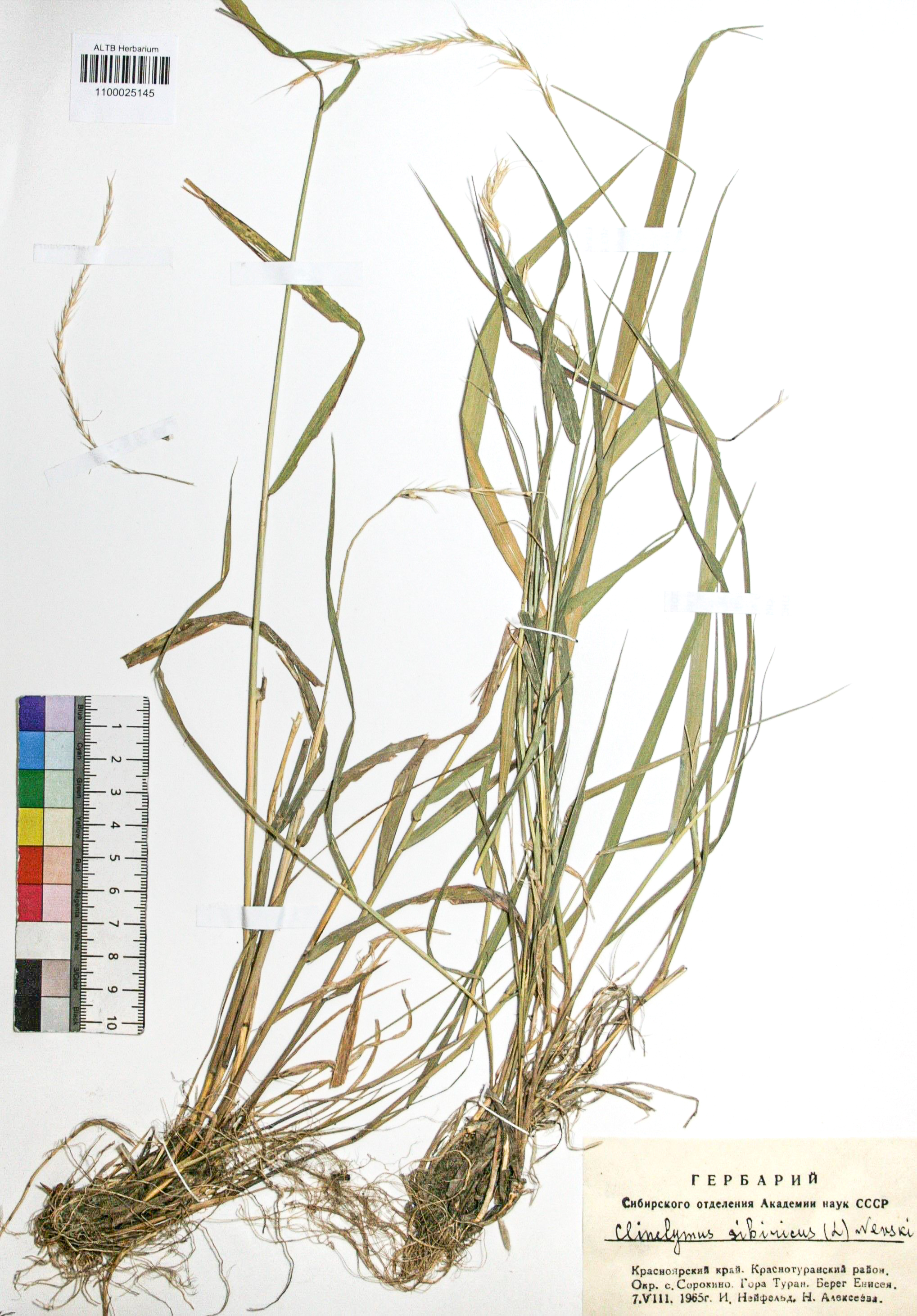 Clinelymus sibiricus (L.) Nevski