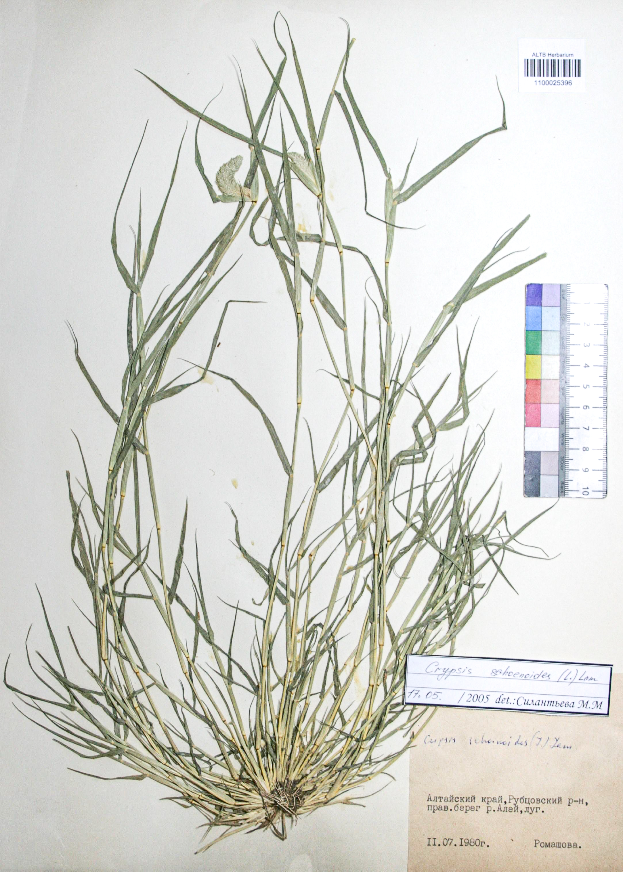 Crypsis schoenoides (L.) Lam.