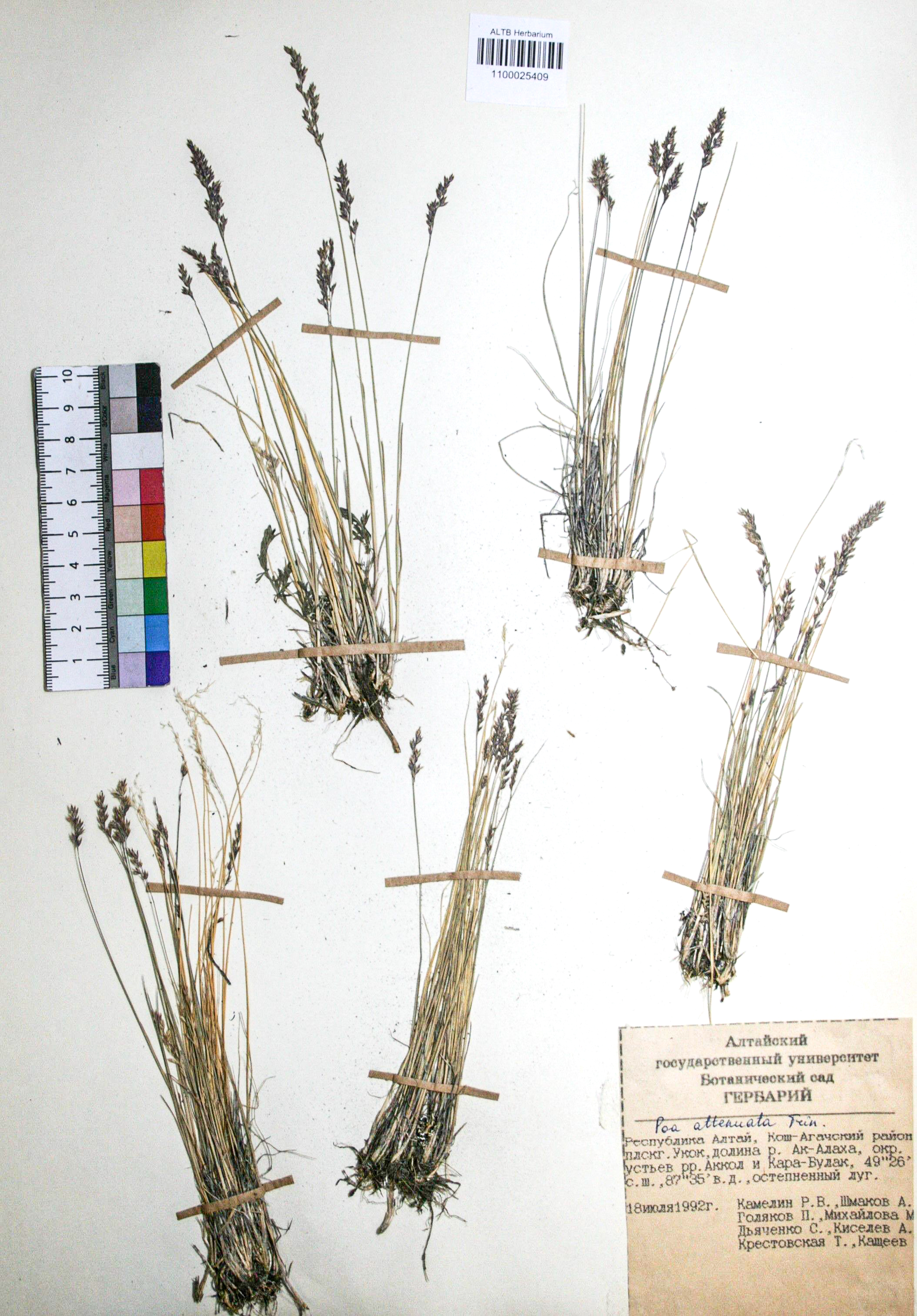 Poa attenuata Trin. 