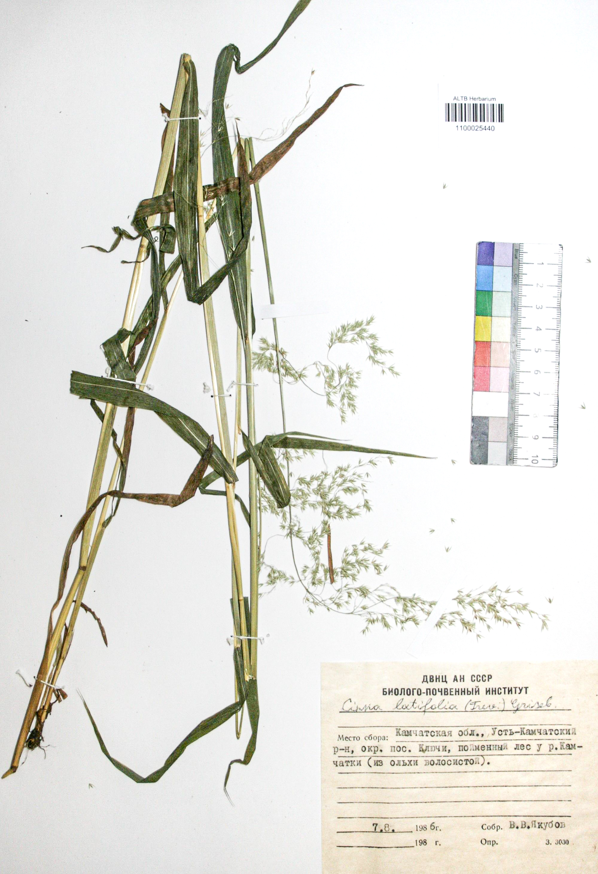 Cinna latifolia (Trev.) Griseb. 