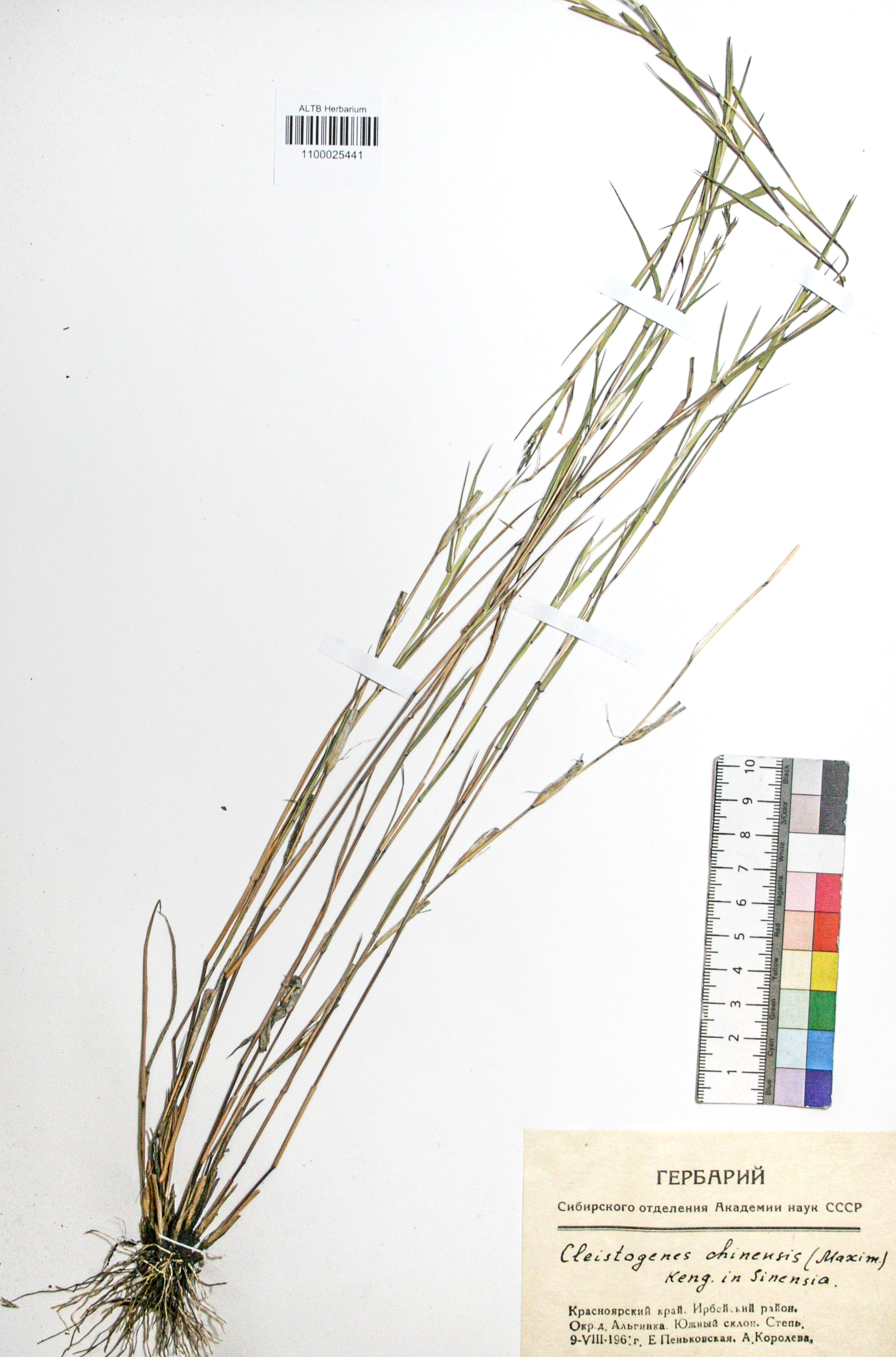 Cleistogenes chinensis Maxim., Keng 