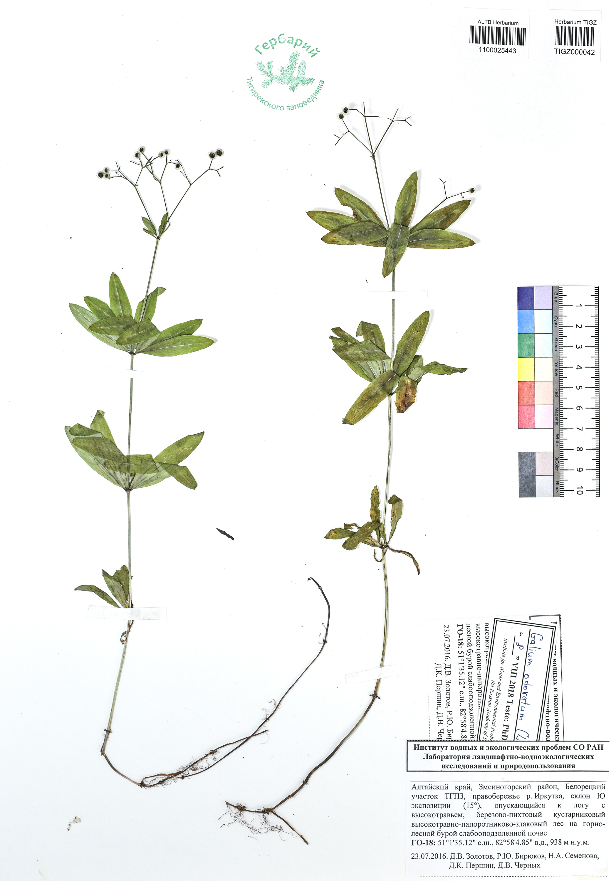 Galium odoratum (L.) Scop.