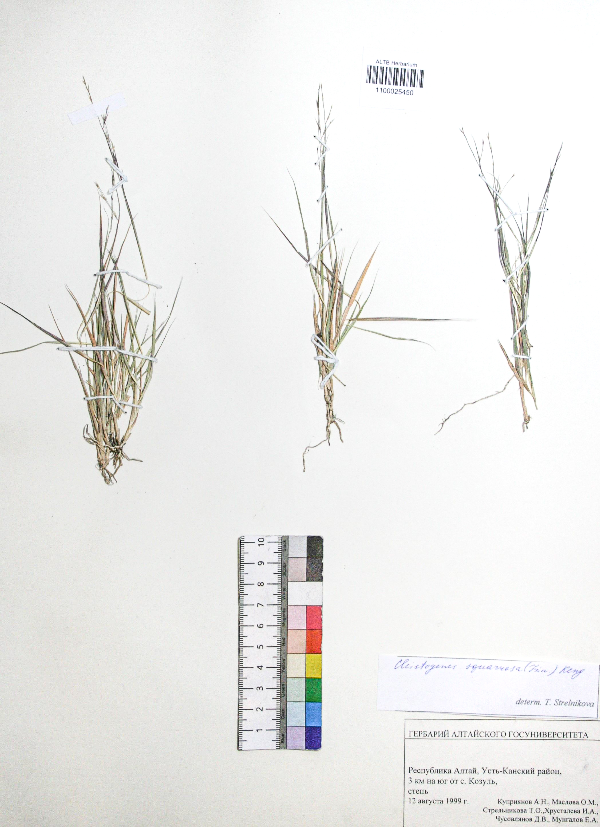 Cleistogenes squarrosa (Trin.) Keng.