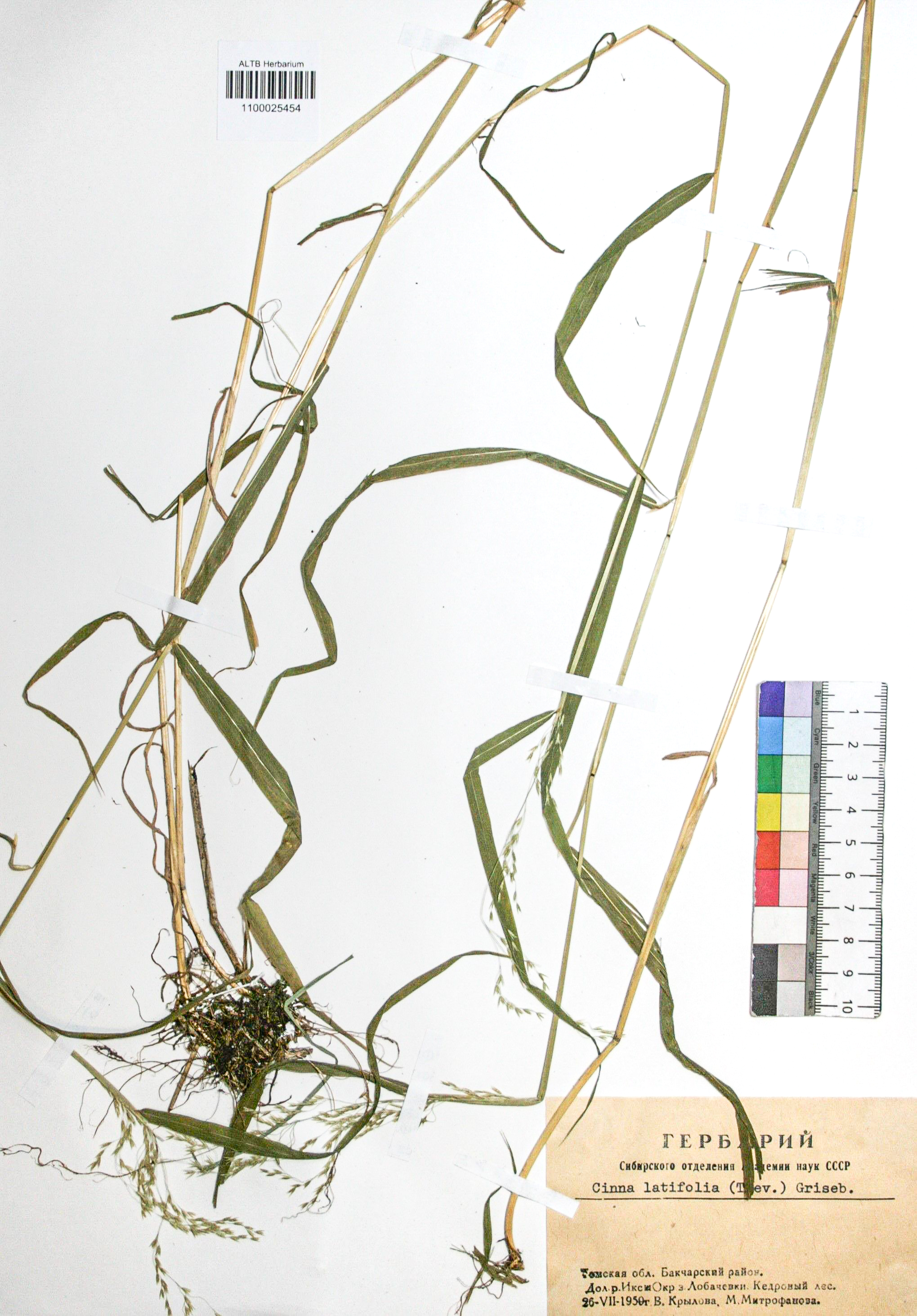 Cinna latifolia (Trev.) Griseb. 