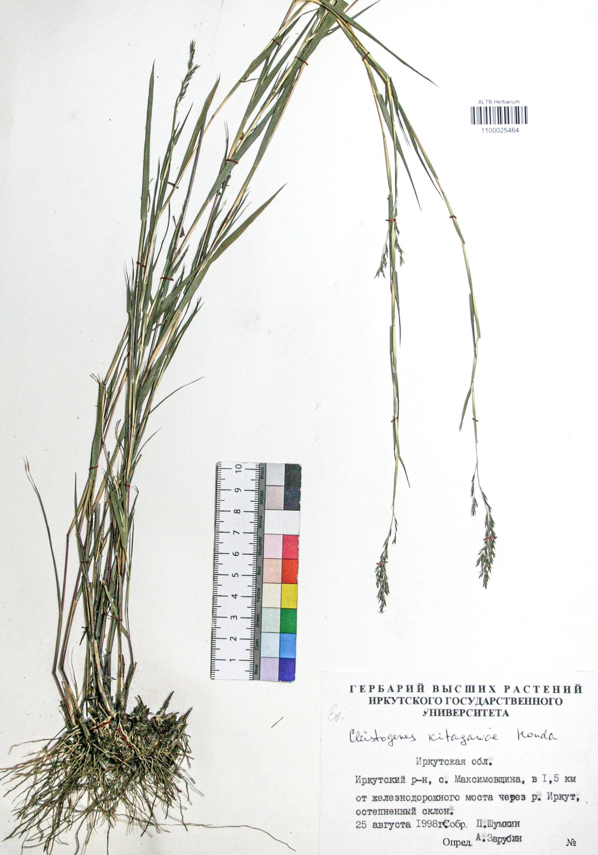 Cleistogenes kitagawae Honda