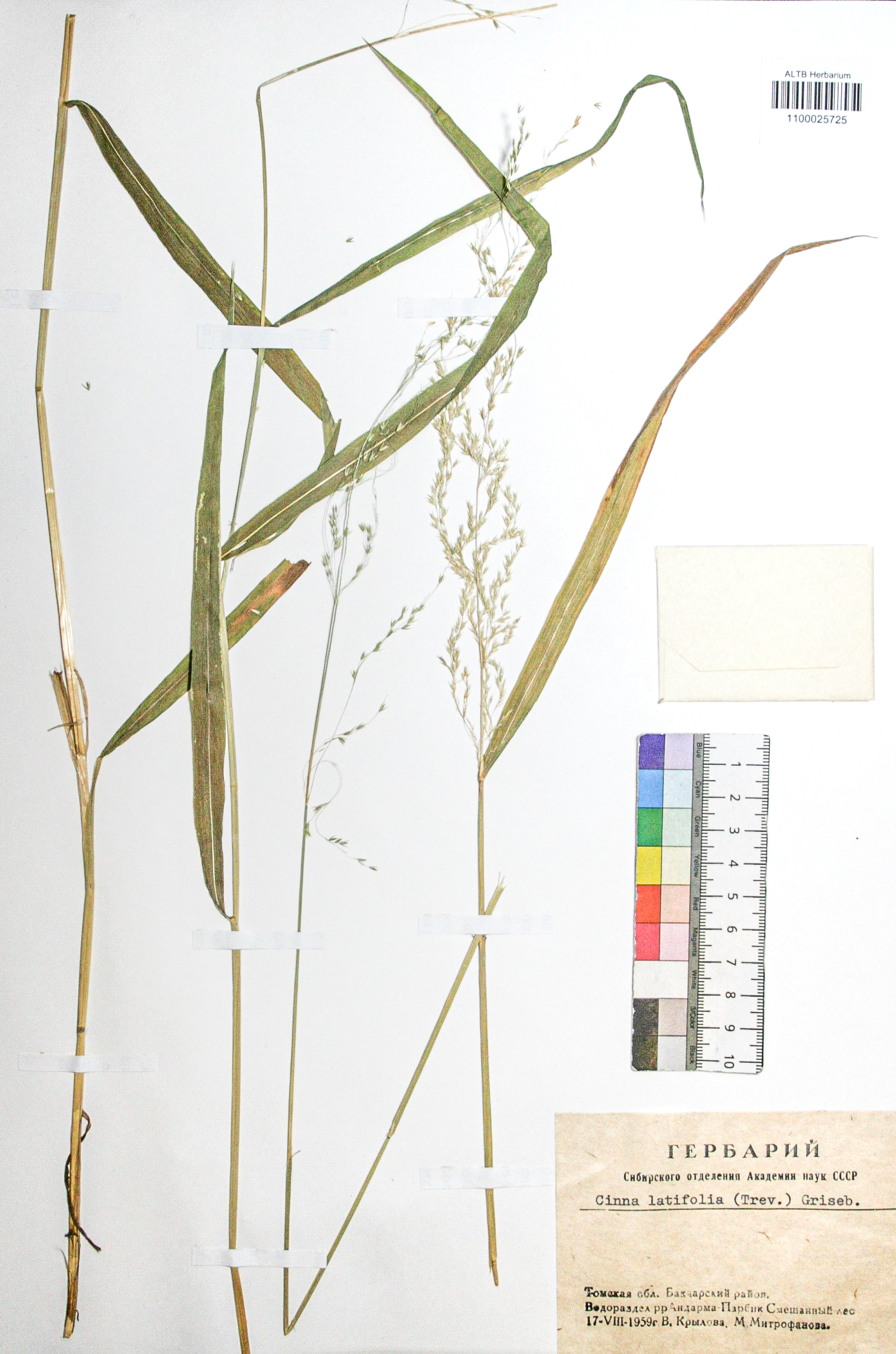 Cinna latifolia (Trev.) Griseb. 