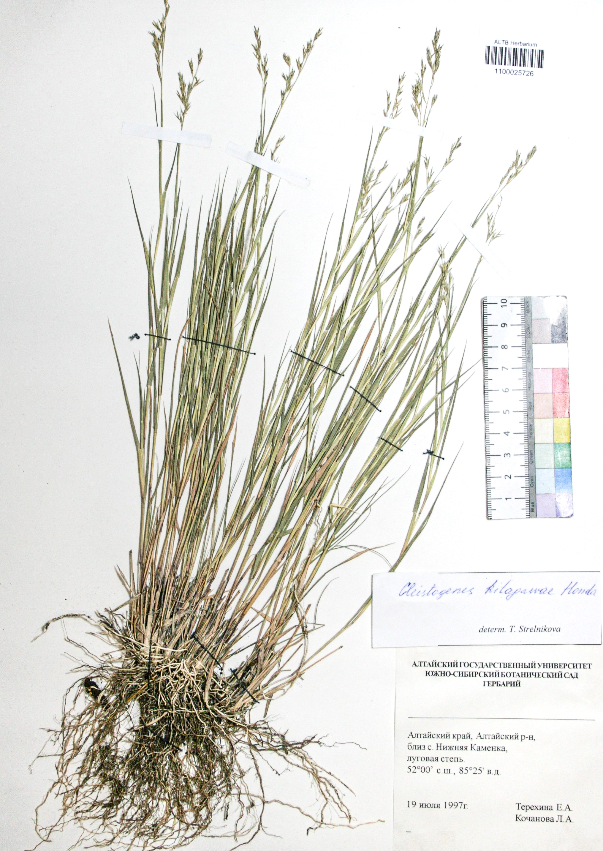 Cleistogenes kitagawae Honda