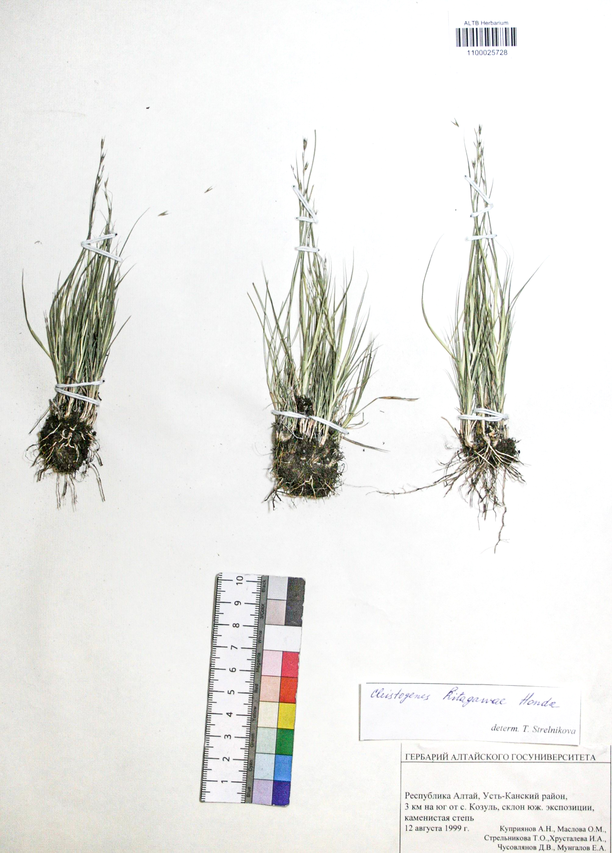 Cleistogenes kitagawae Honda