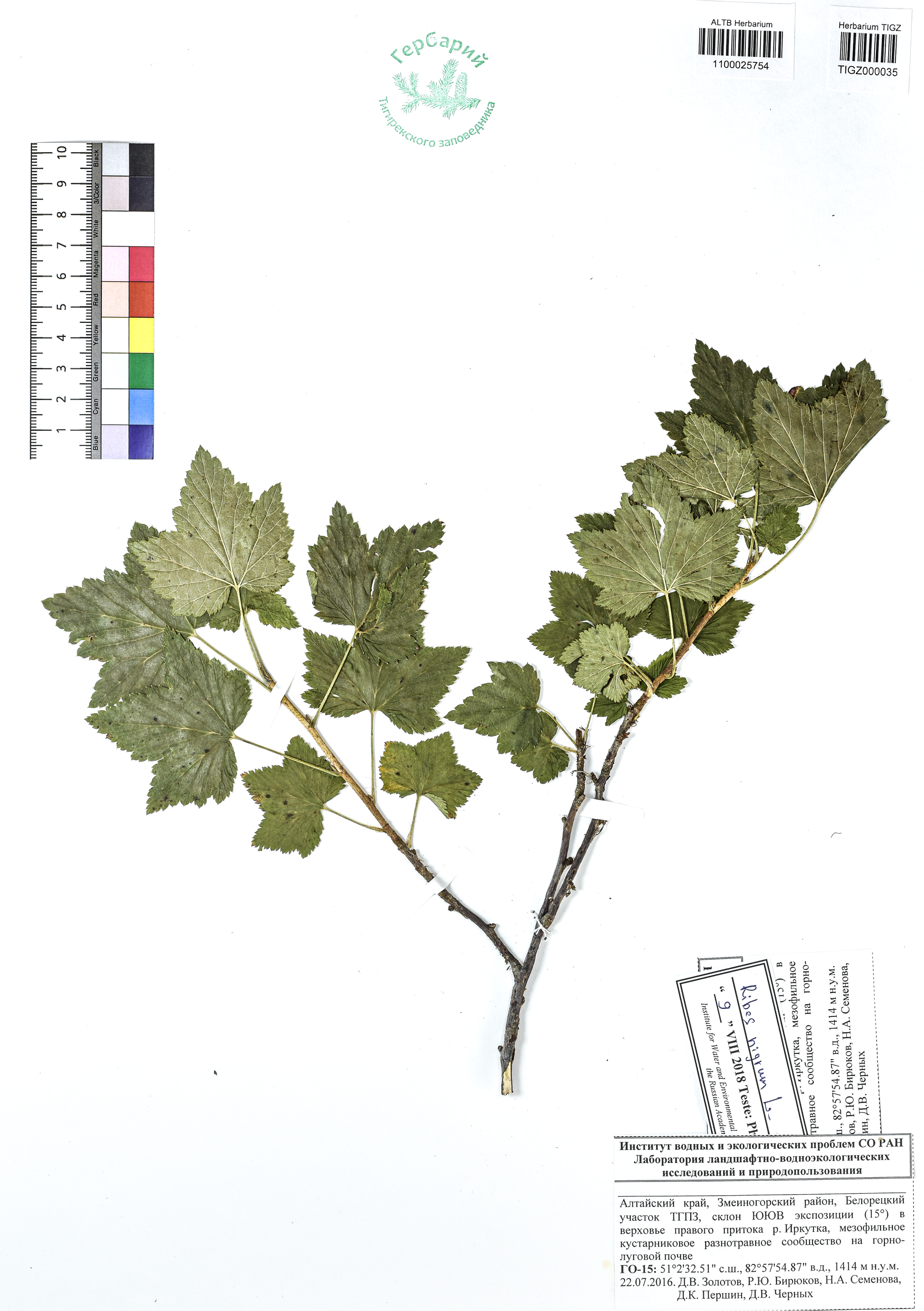 Ribes nigrum L.