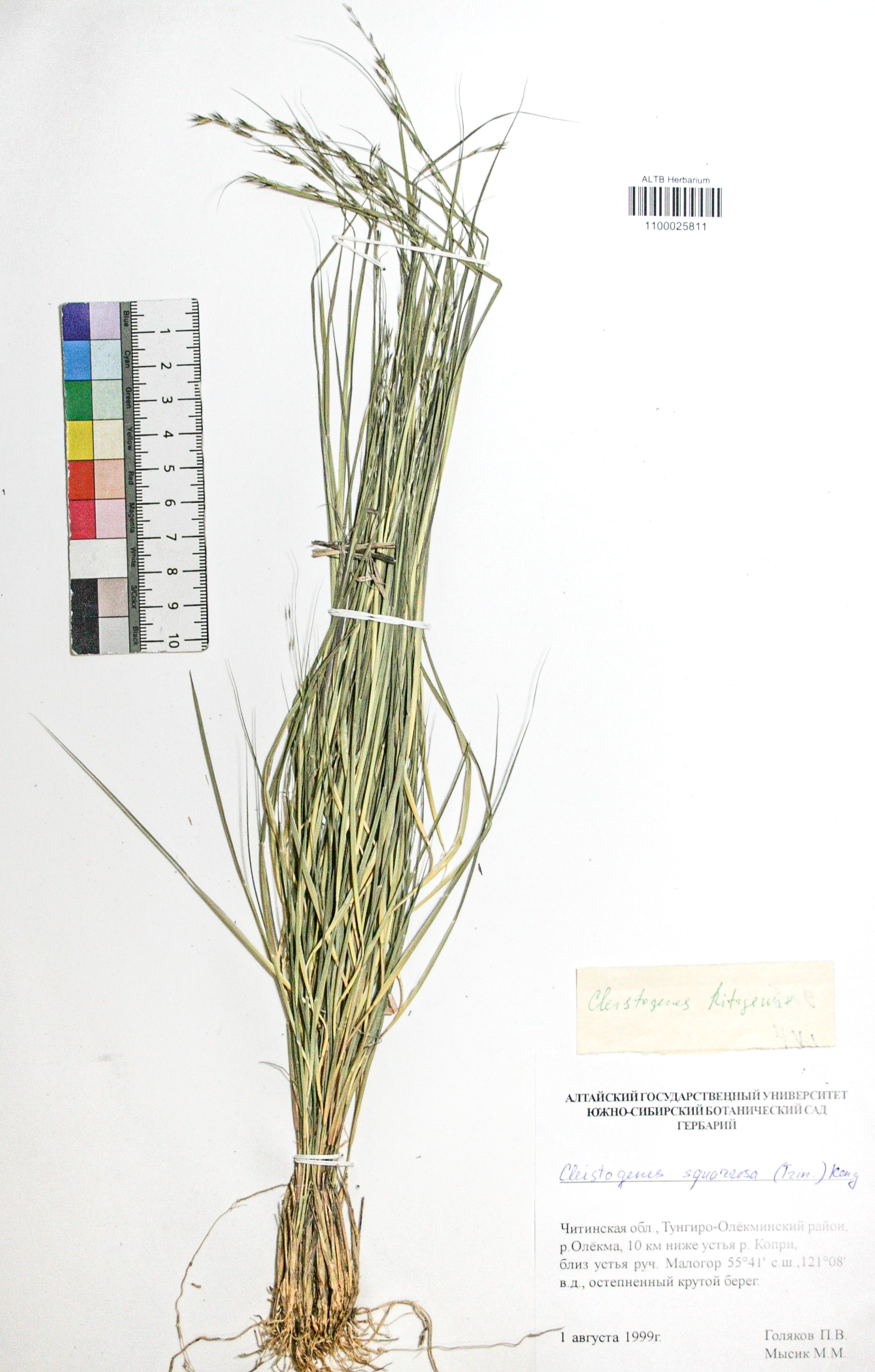 Cleistogenes squarrosa (Trin.) Keng.