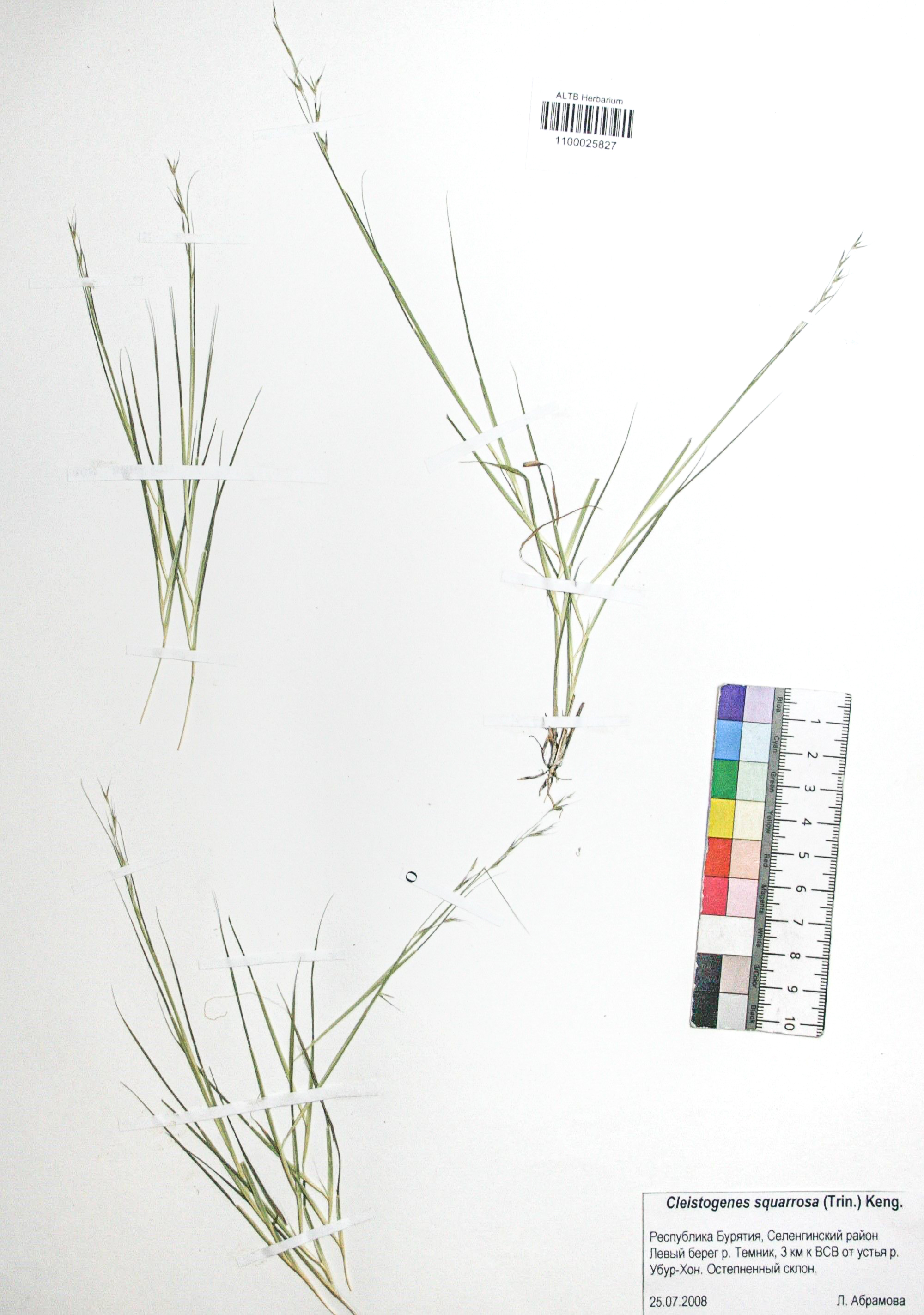 Cleistogenes squarrosa (Trin.) Keng.