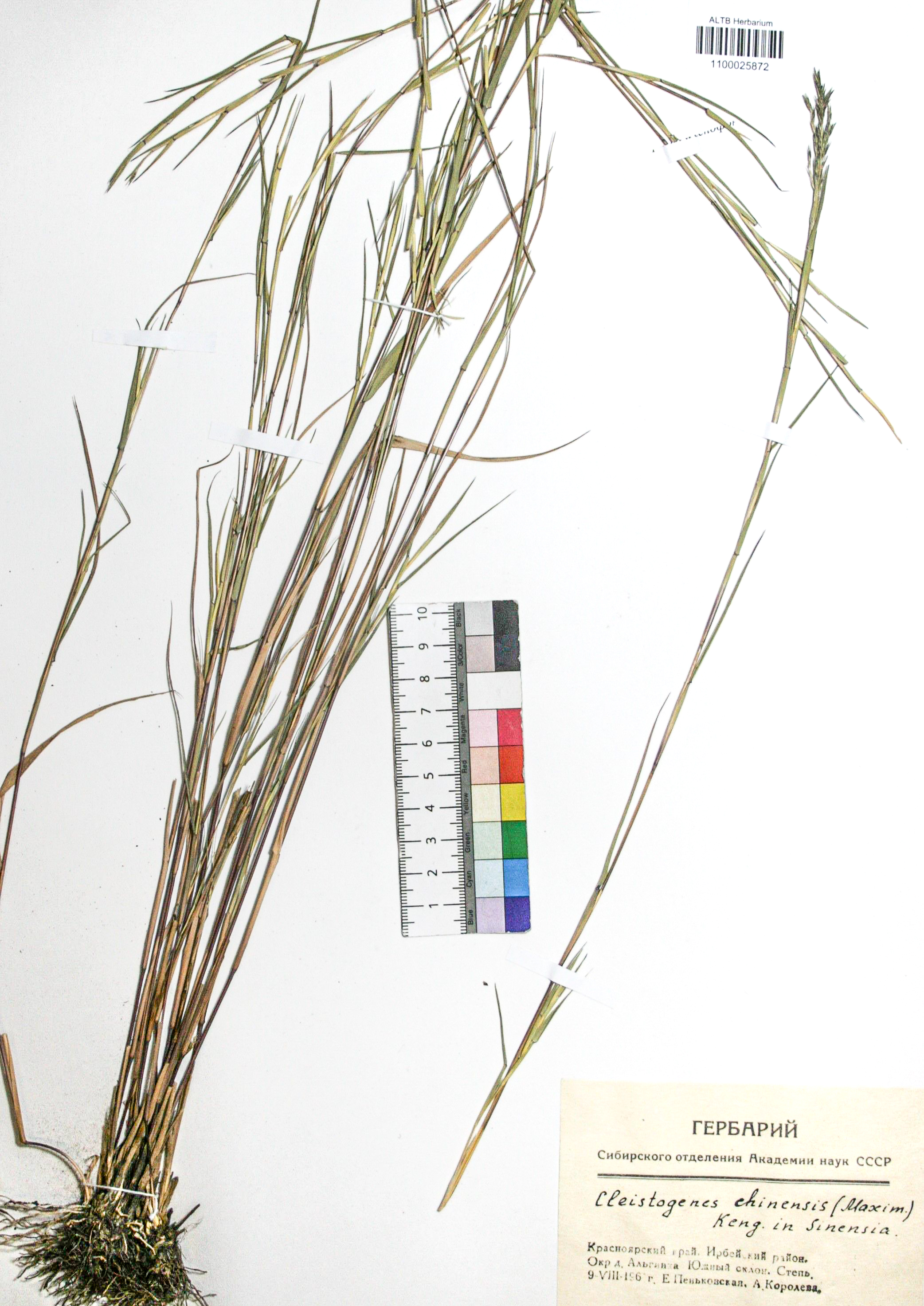 Cleistogenes chinensis Maxim., Keng 