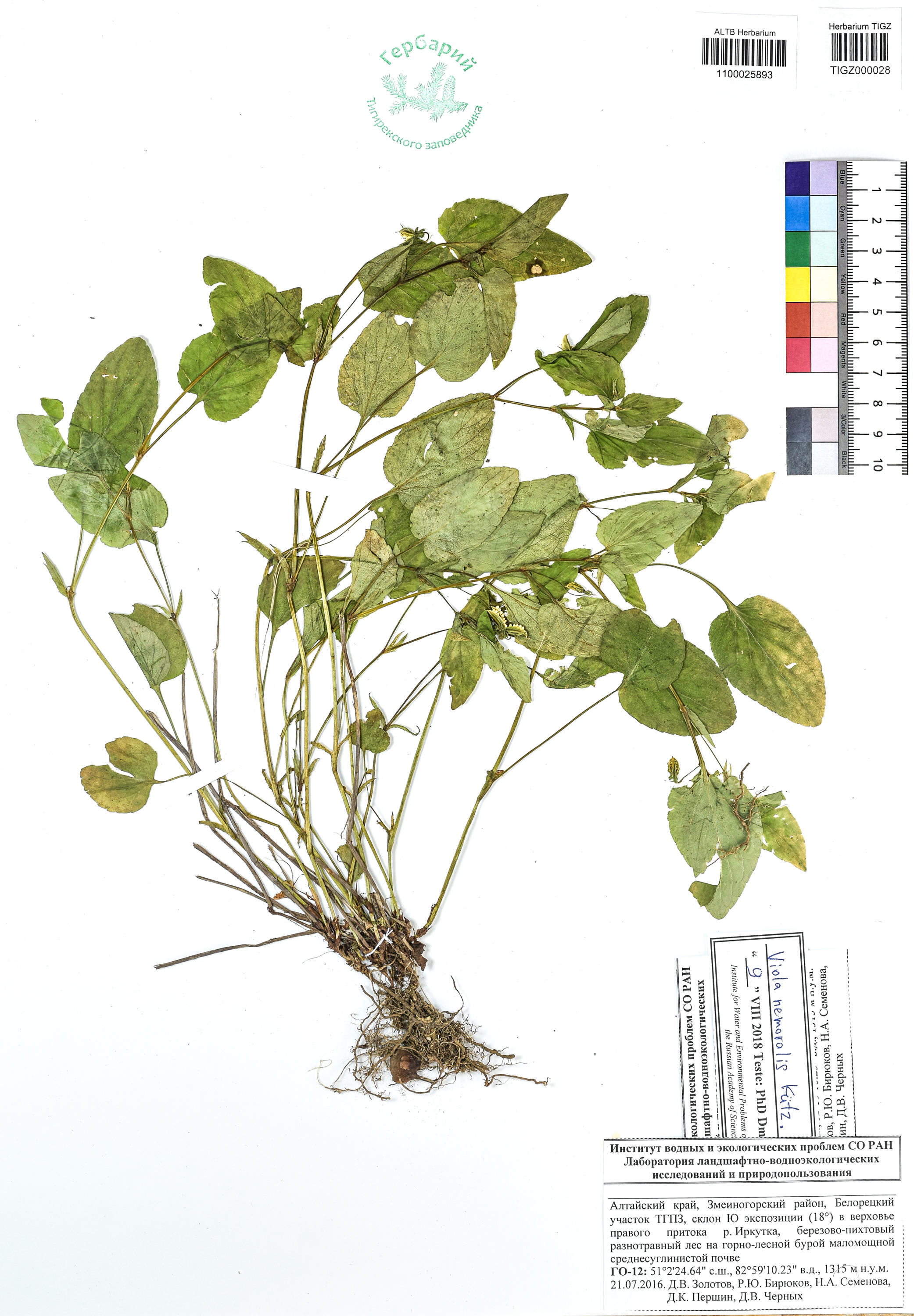 Viola nemoralis Kutz