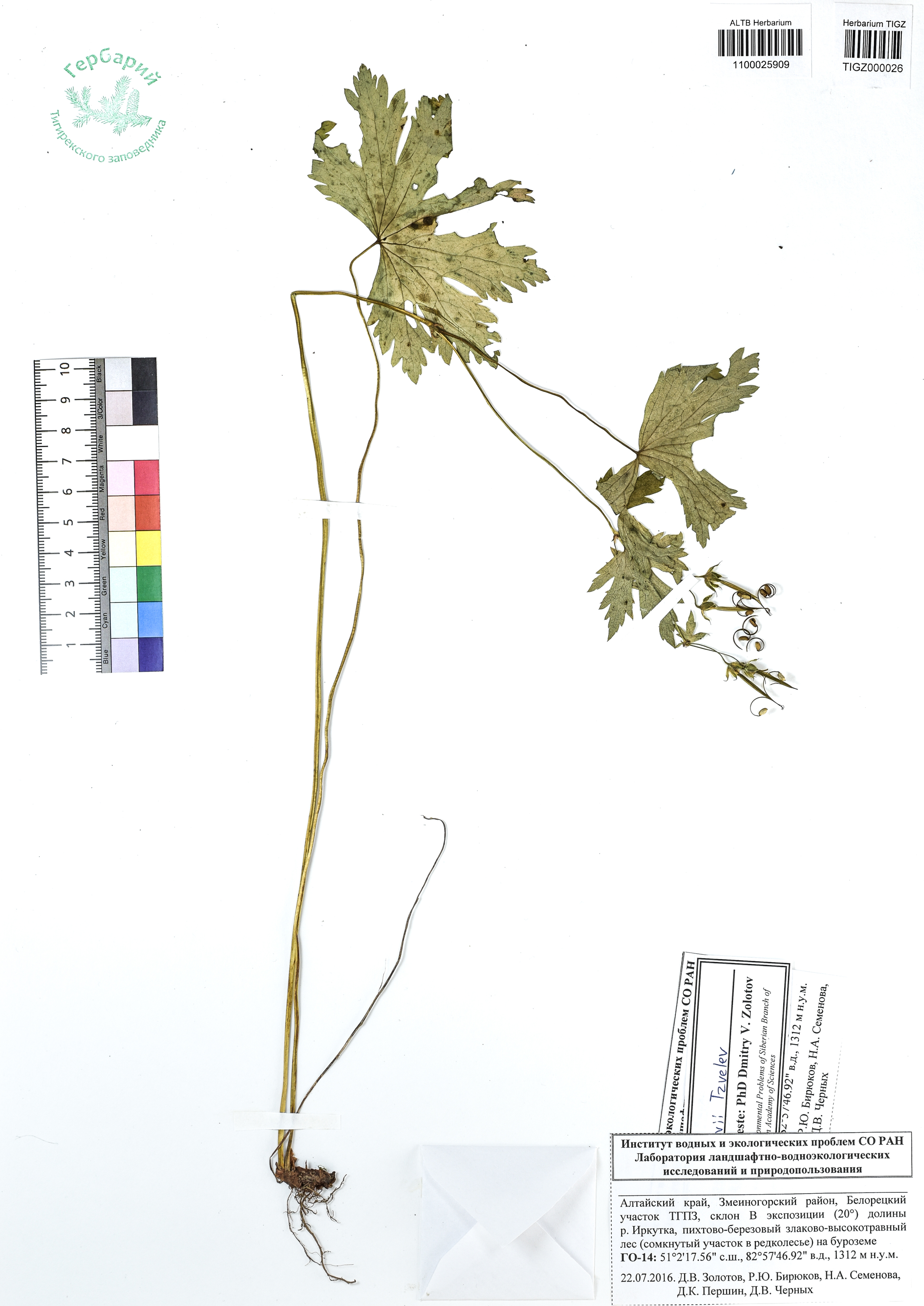 Geranium krylovii Tzvelev