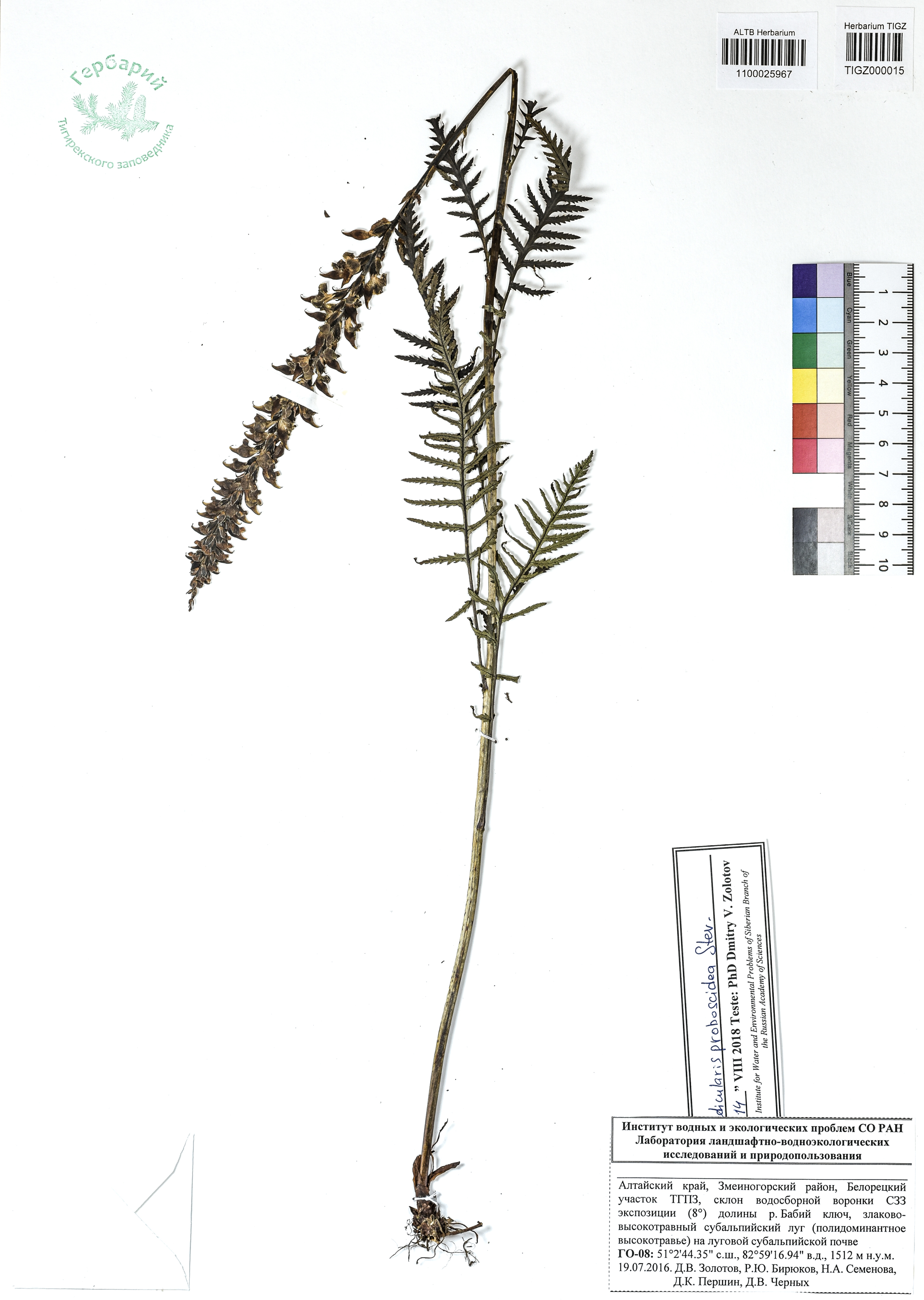 Pedicularis proboscidea Steven