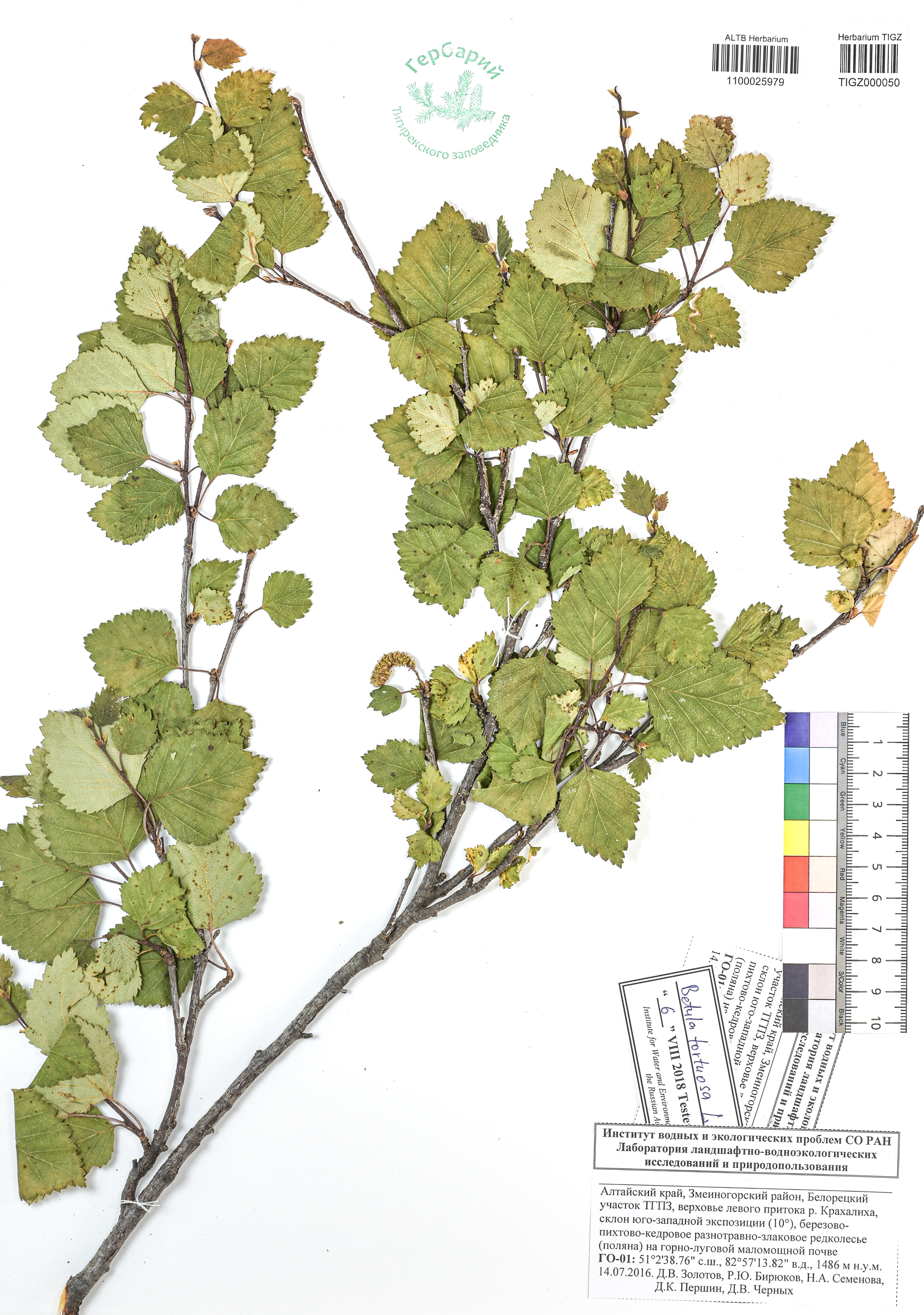 Betula tortuosa Ledeb.
