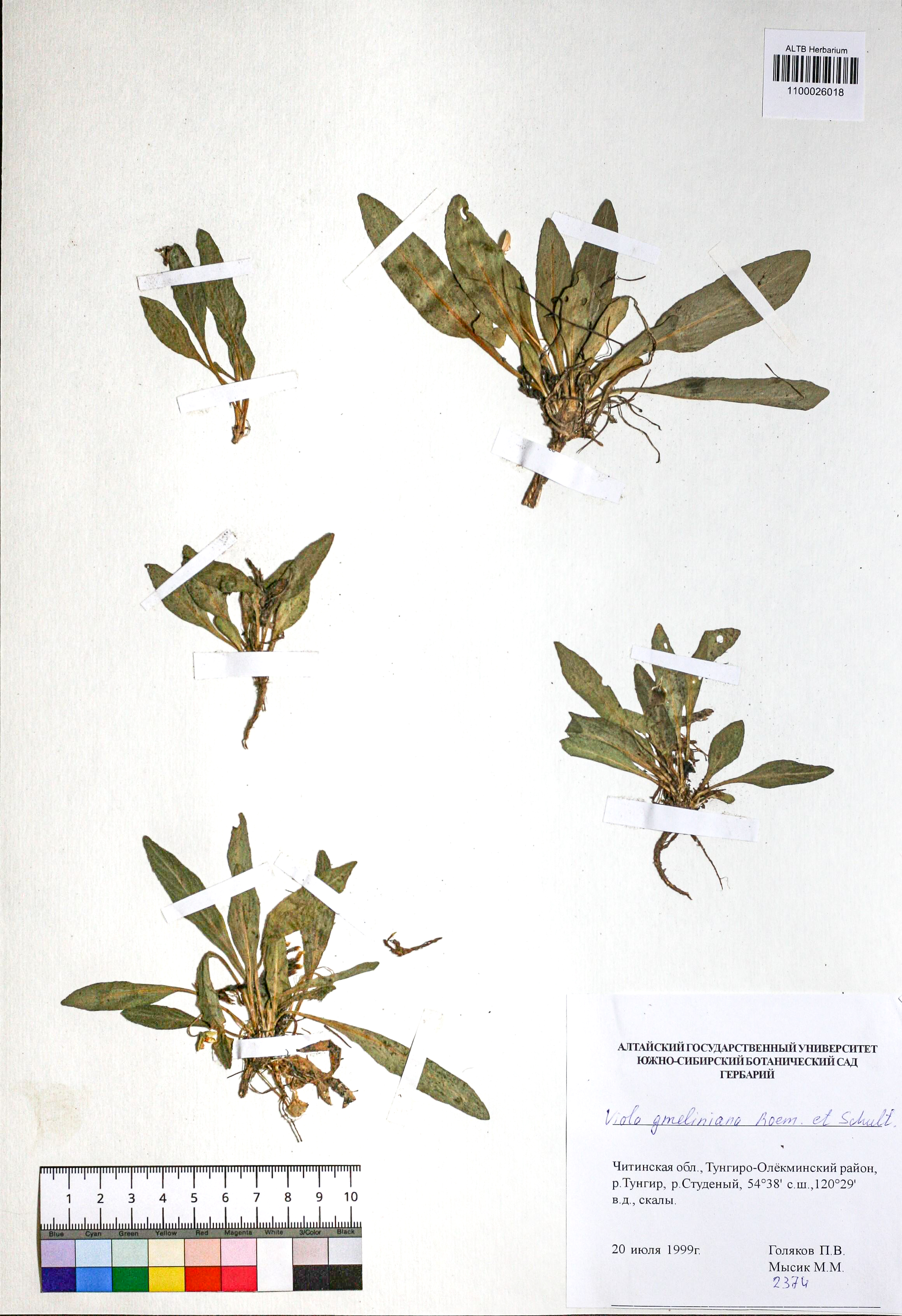 Viola gmeliniana Schult.