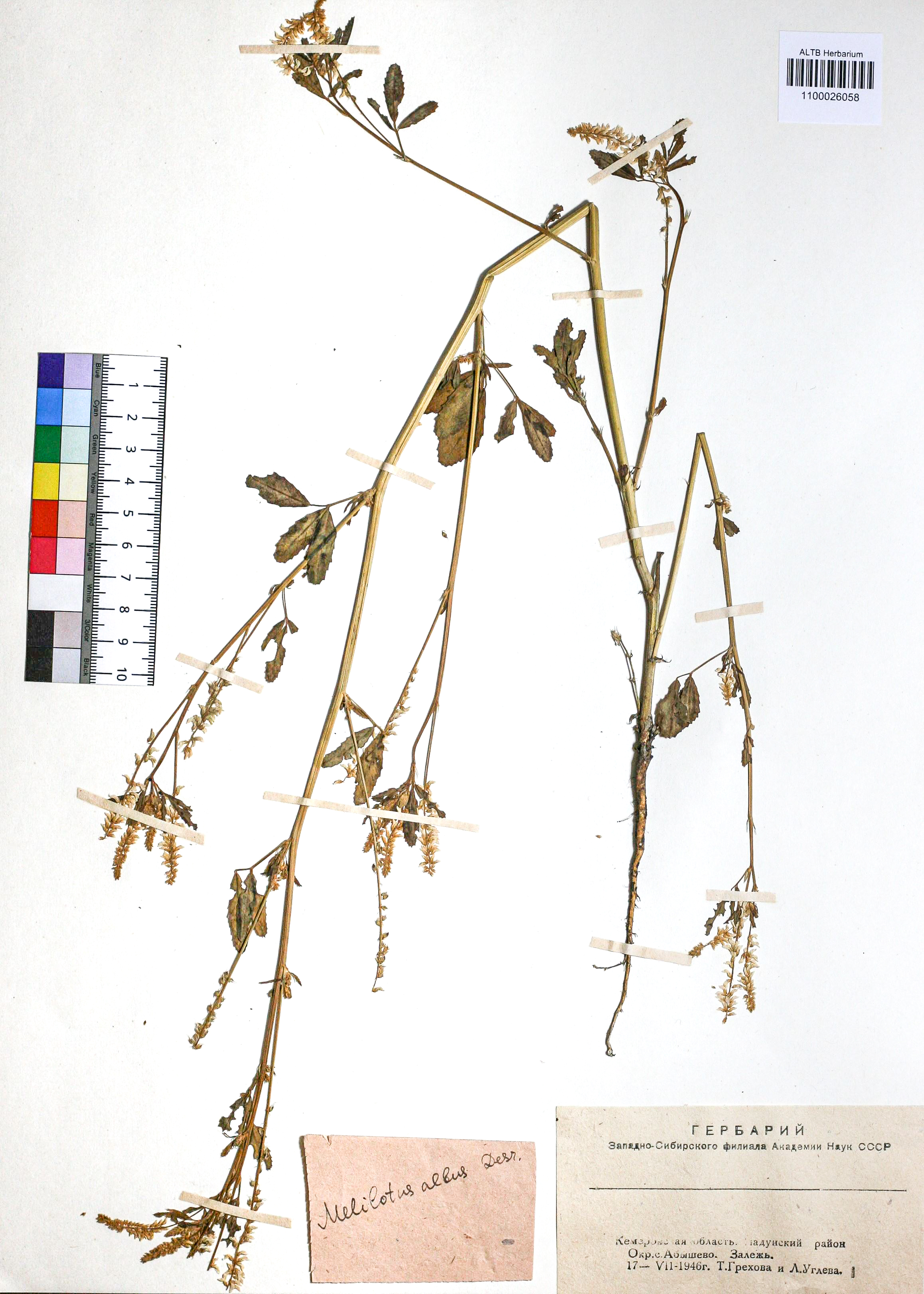 Melilotus albus Medik.