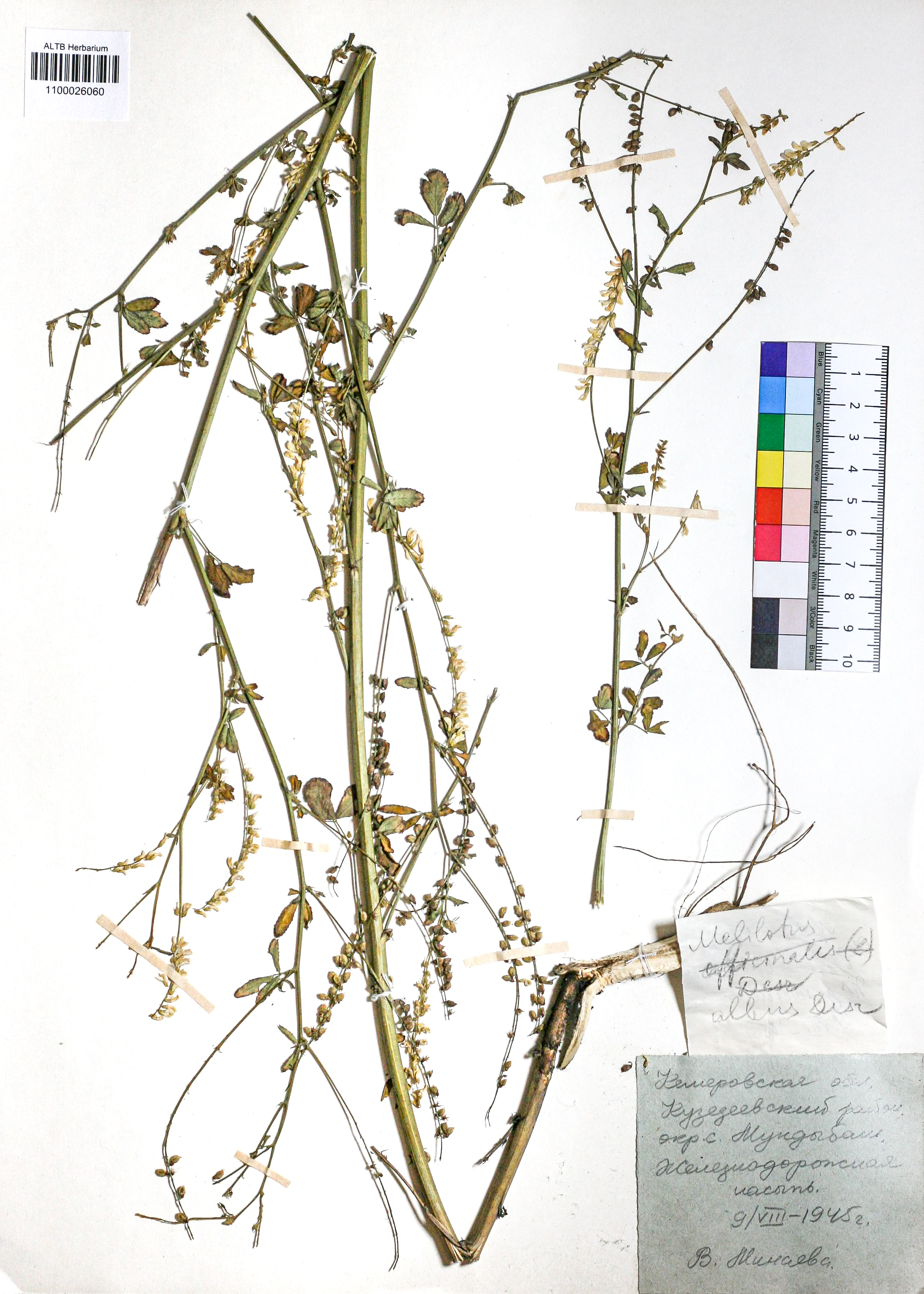 Melilotus albus Medik.