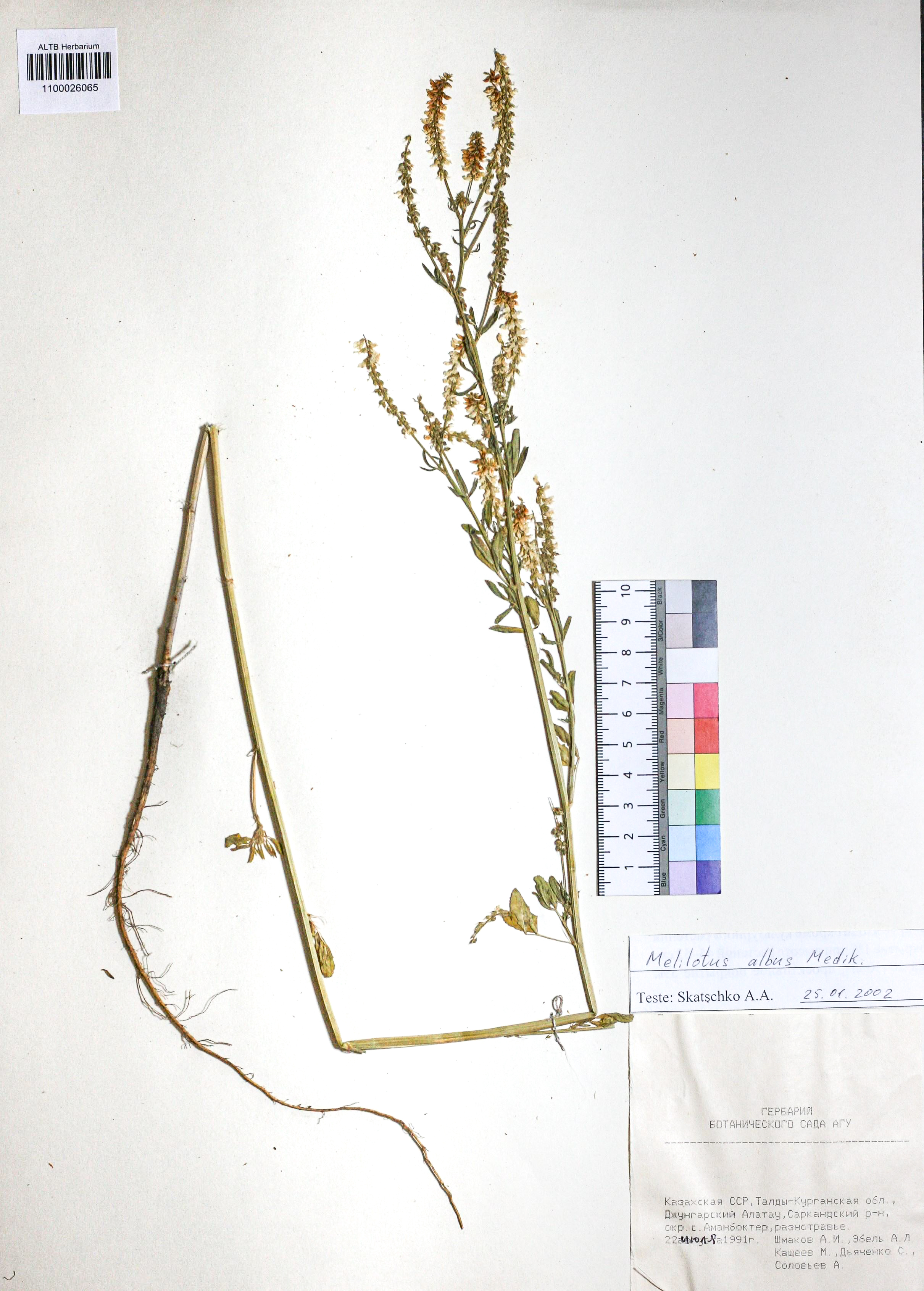 Melilotus albus Medik.