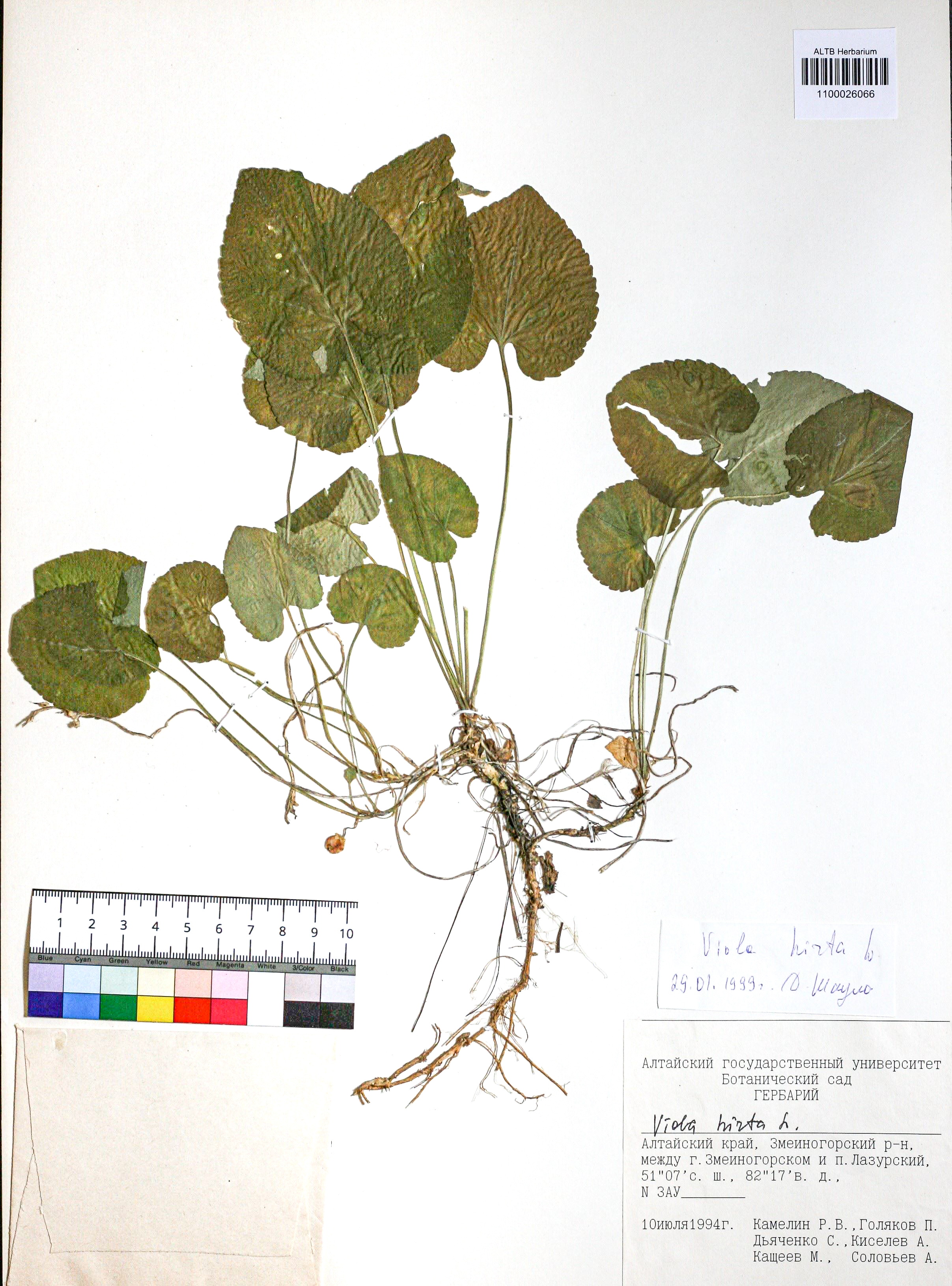 Viola hirta L.